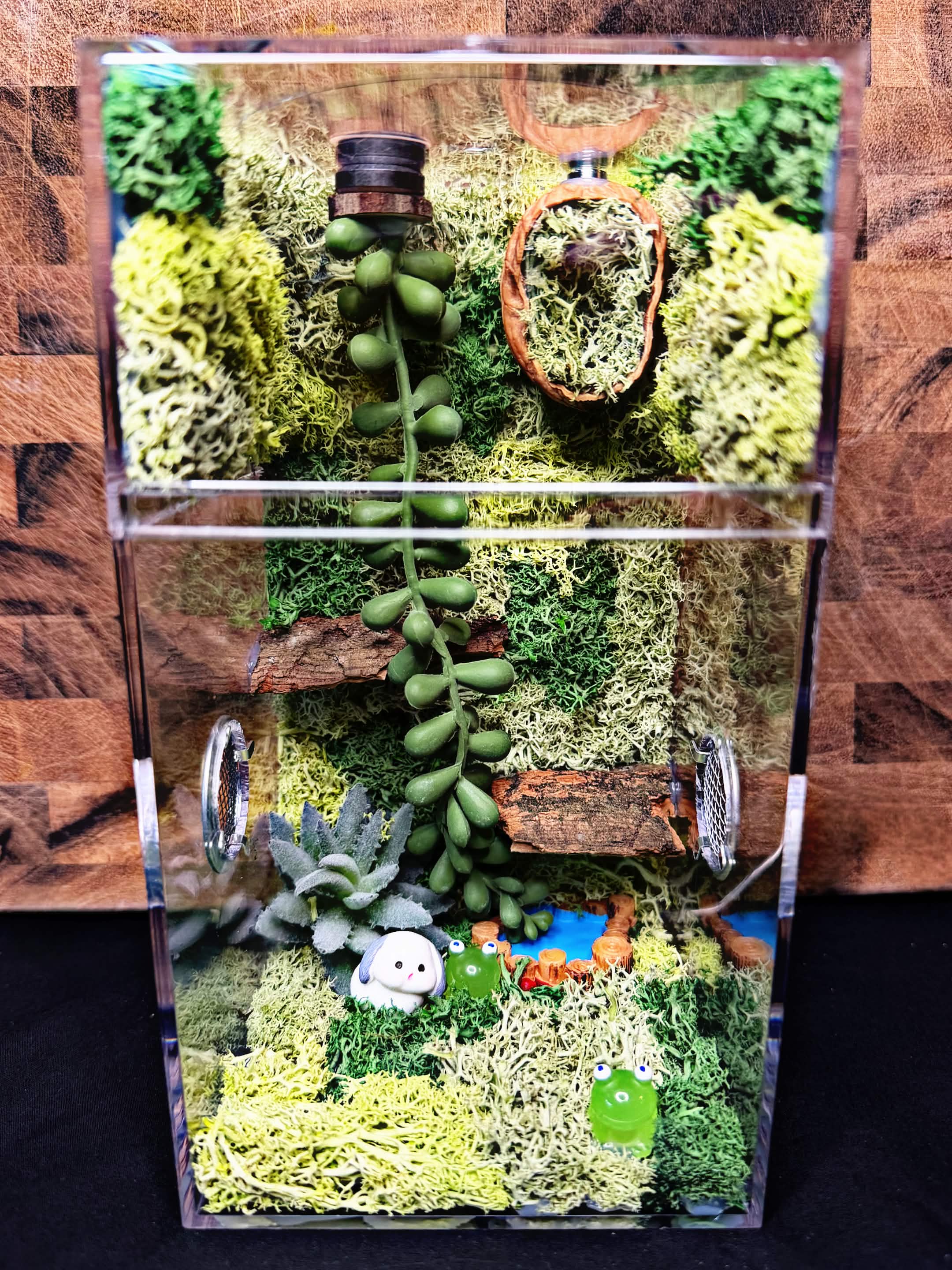 ~Fairy Lights~ Custom Jumping Spider Enclosure