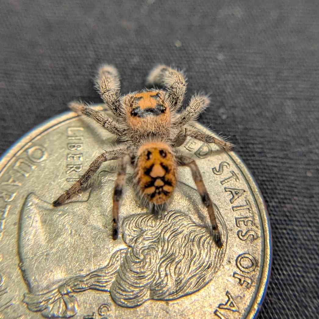 Regal Jumping Spider "Celaena"