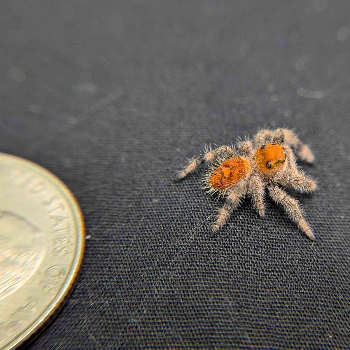 Regal Jumping Spider "Lunaria"