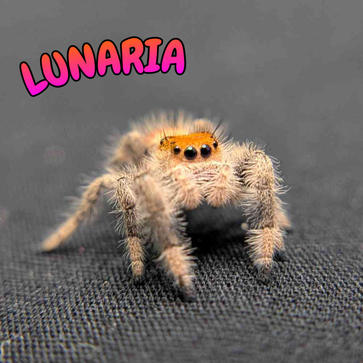 Regal Jumping Spider "Lunaria"