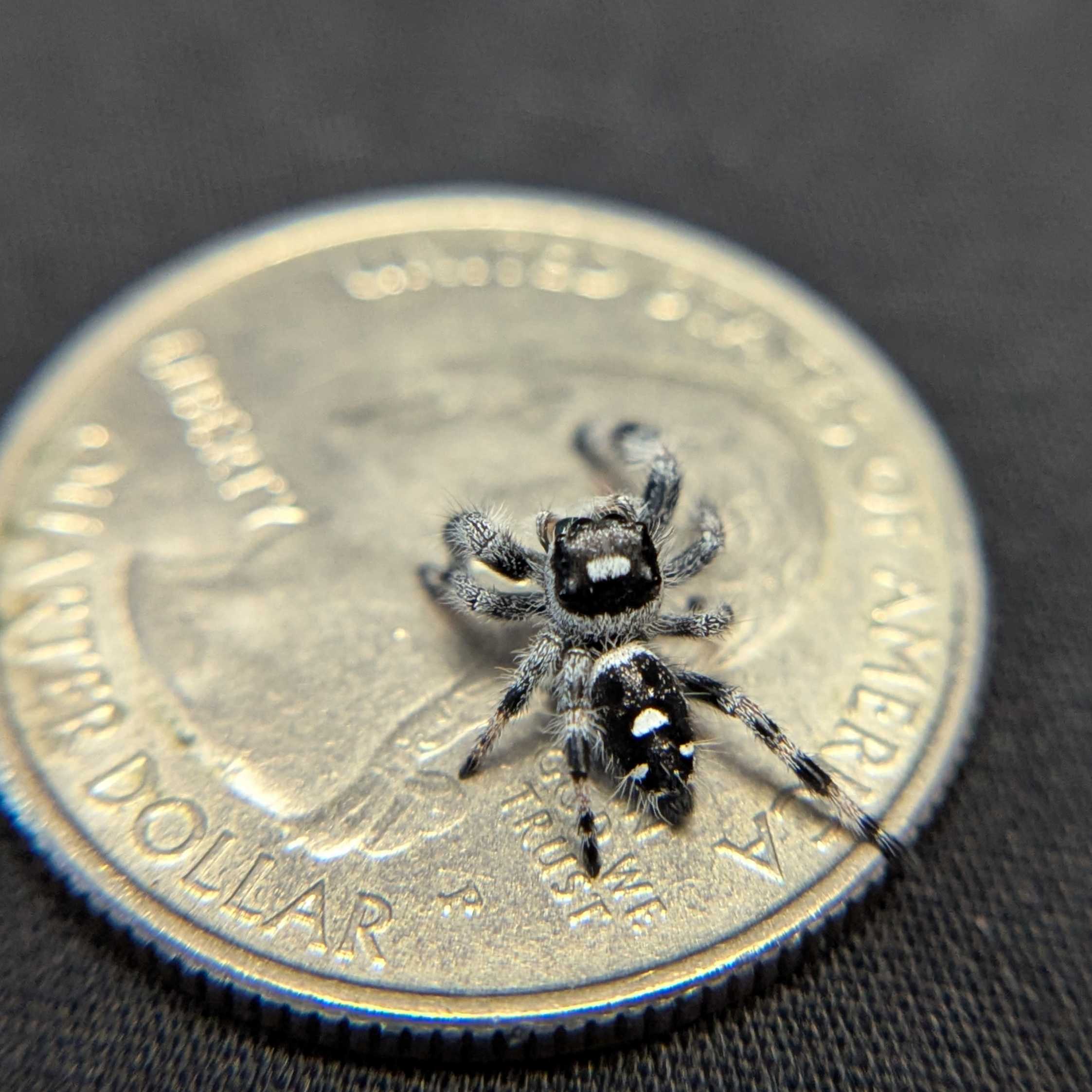 Regal Jumping Spider “Mint”