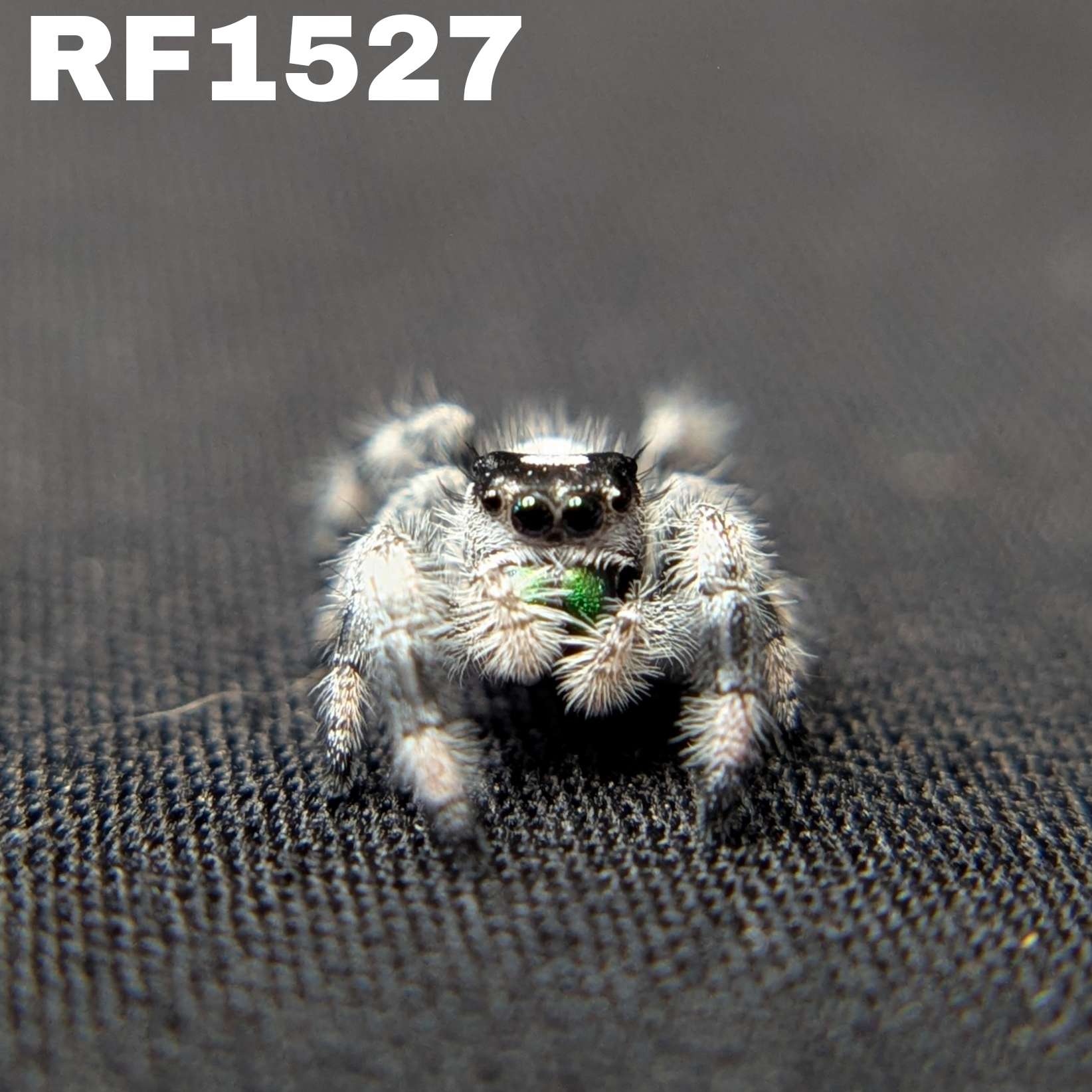 Regal Jumping Spider “Mint”