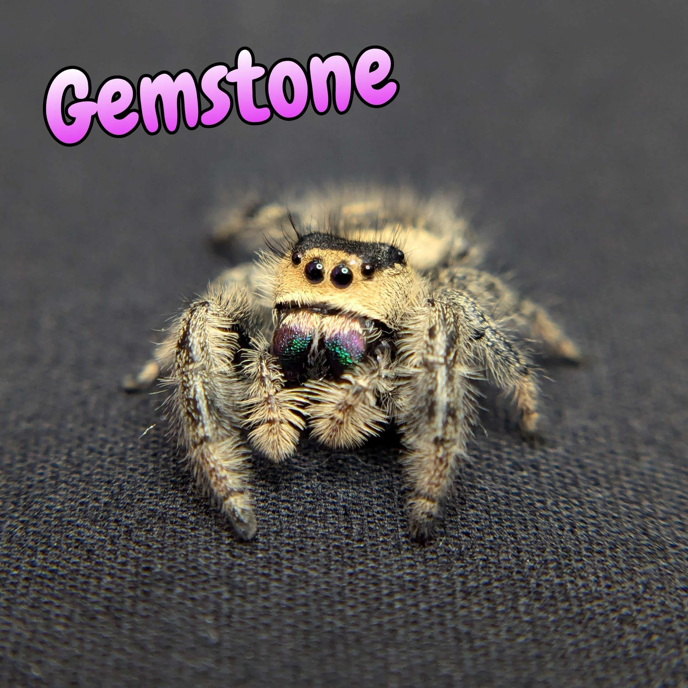 Regal Jumping Spider “Gemstone” For Sale - ExoticsSource