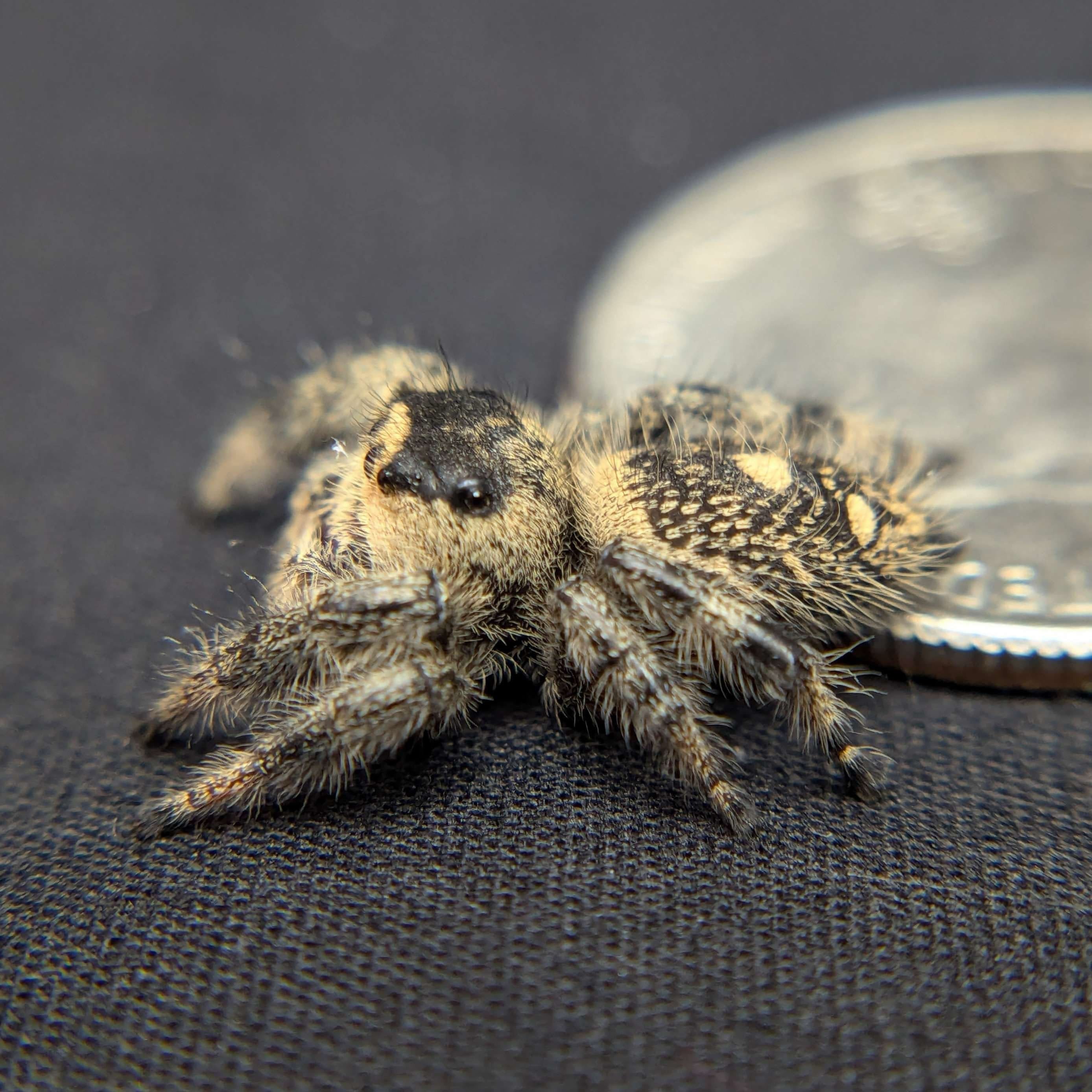 Regal Jumping Spider “Avocado” For Sale - ExoticsSource