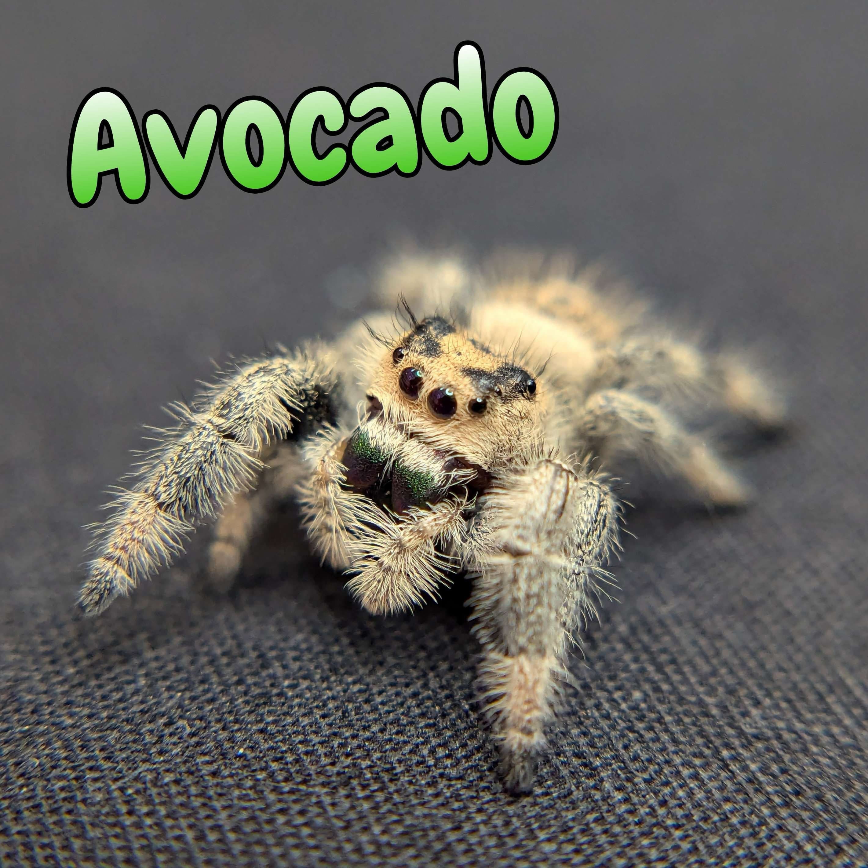 Regal Jumping Spider “Avocado” For Sale - ExoticsSource