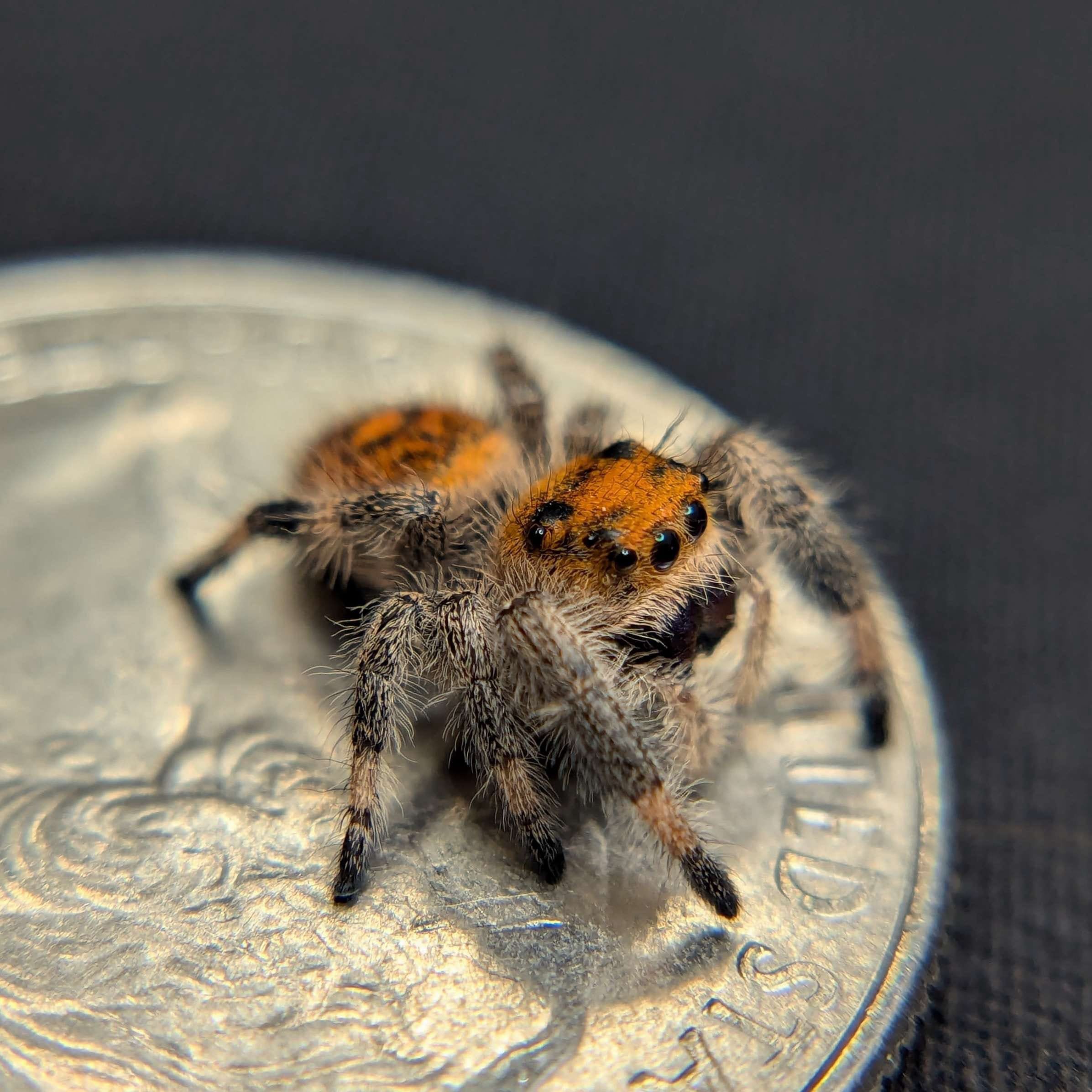 Regal Jumping Spider "Blueberry"