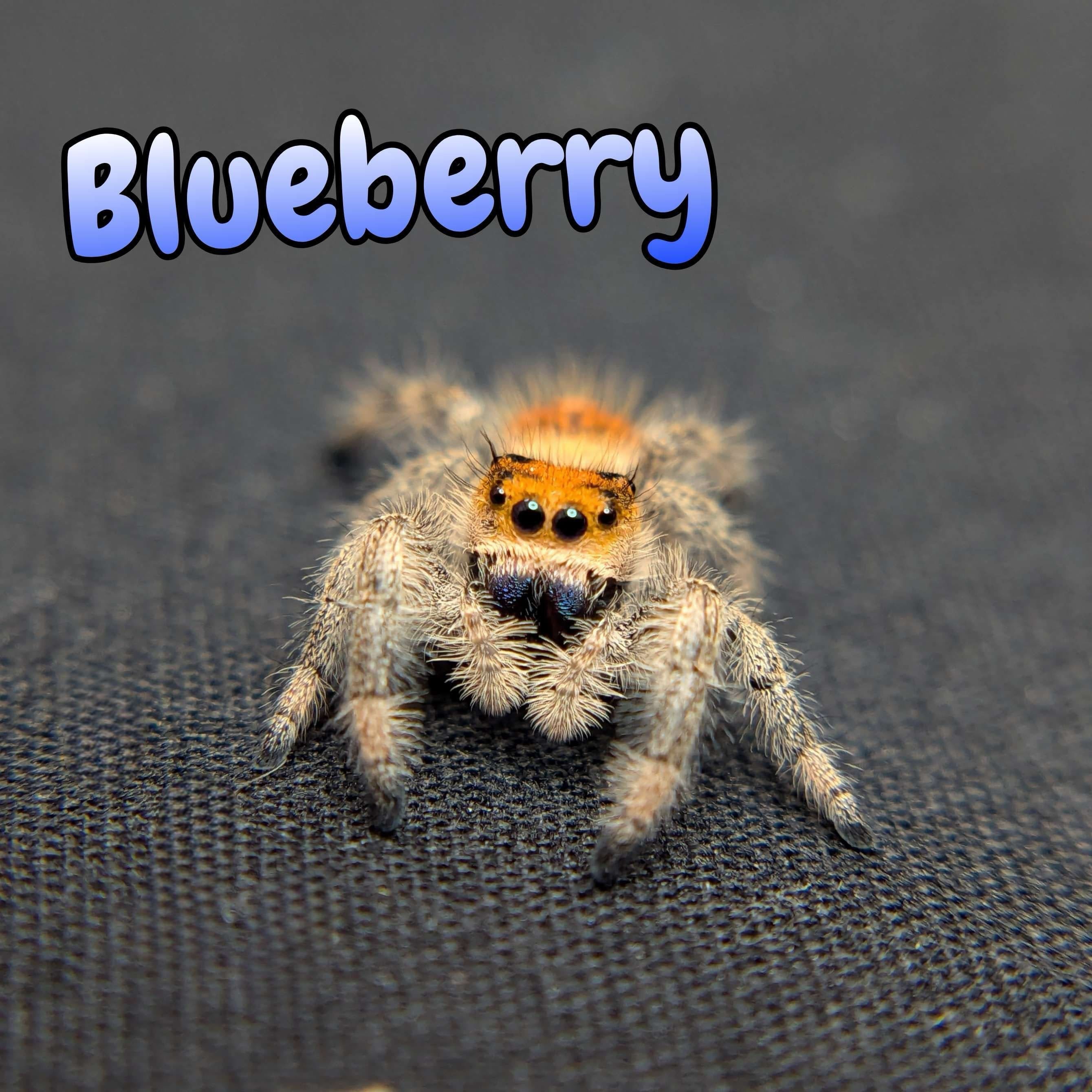 Regal Jumping Spider "Blueberry"