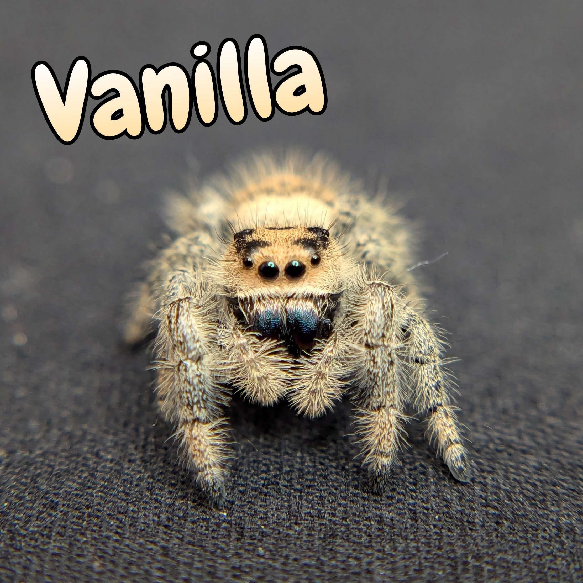 Regal Jumping Spider “Vanilla” For Sale - ExoticsSource