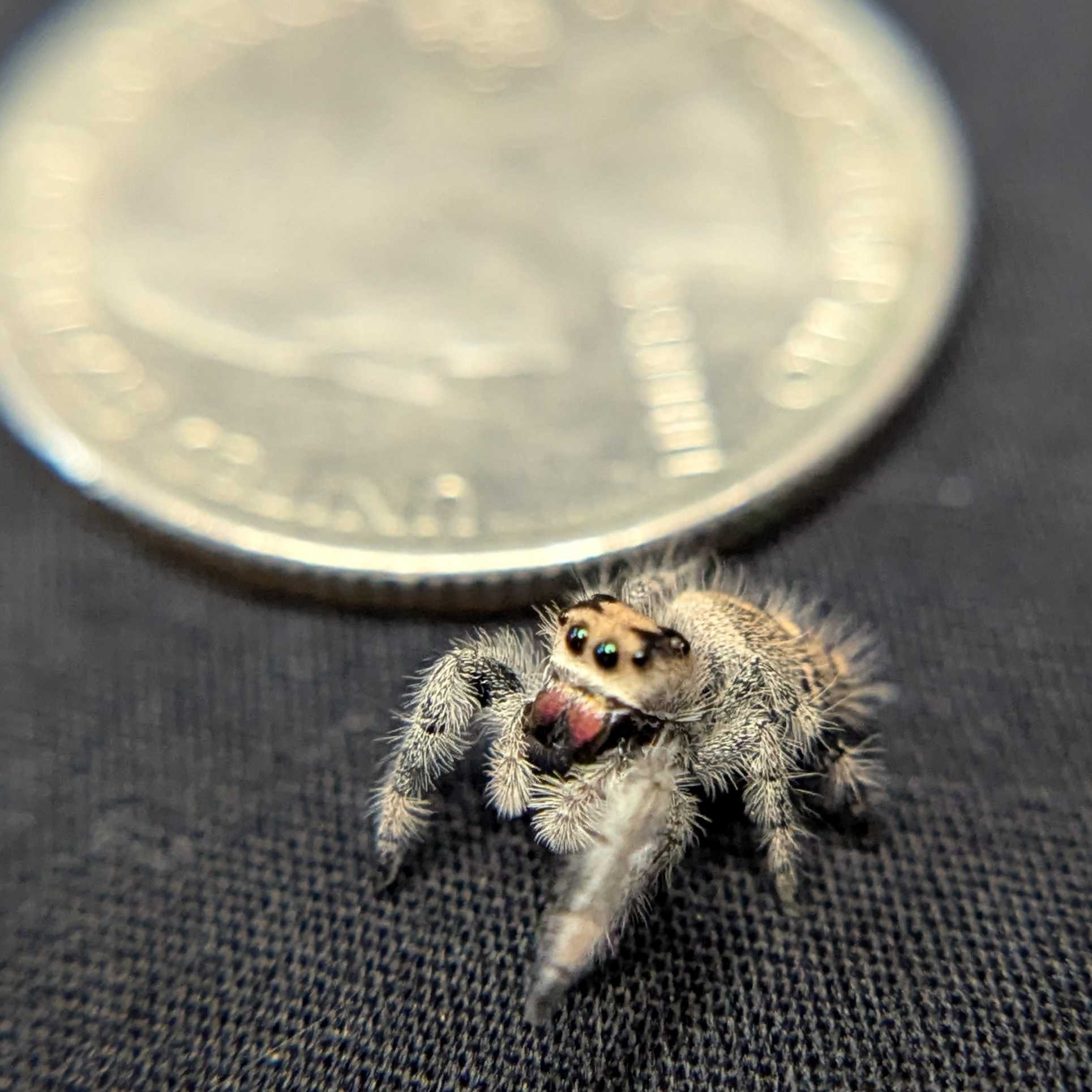 Regal Jumping Spider “Amber”