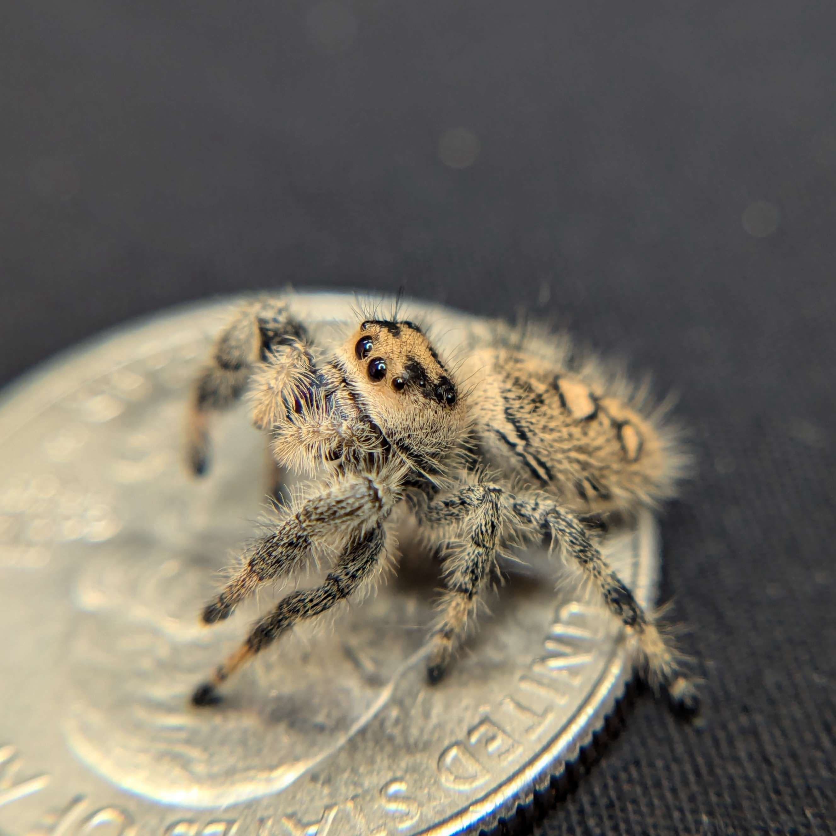 Regal Jumping Spider “Vanilla” For Sale - ExoticsSource