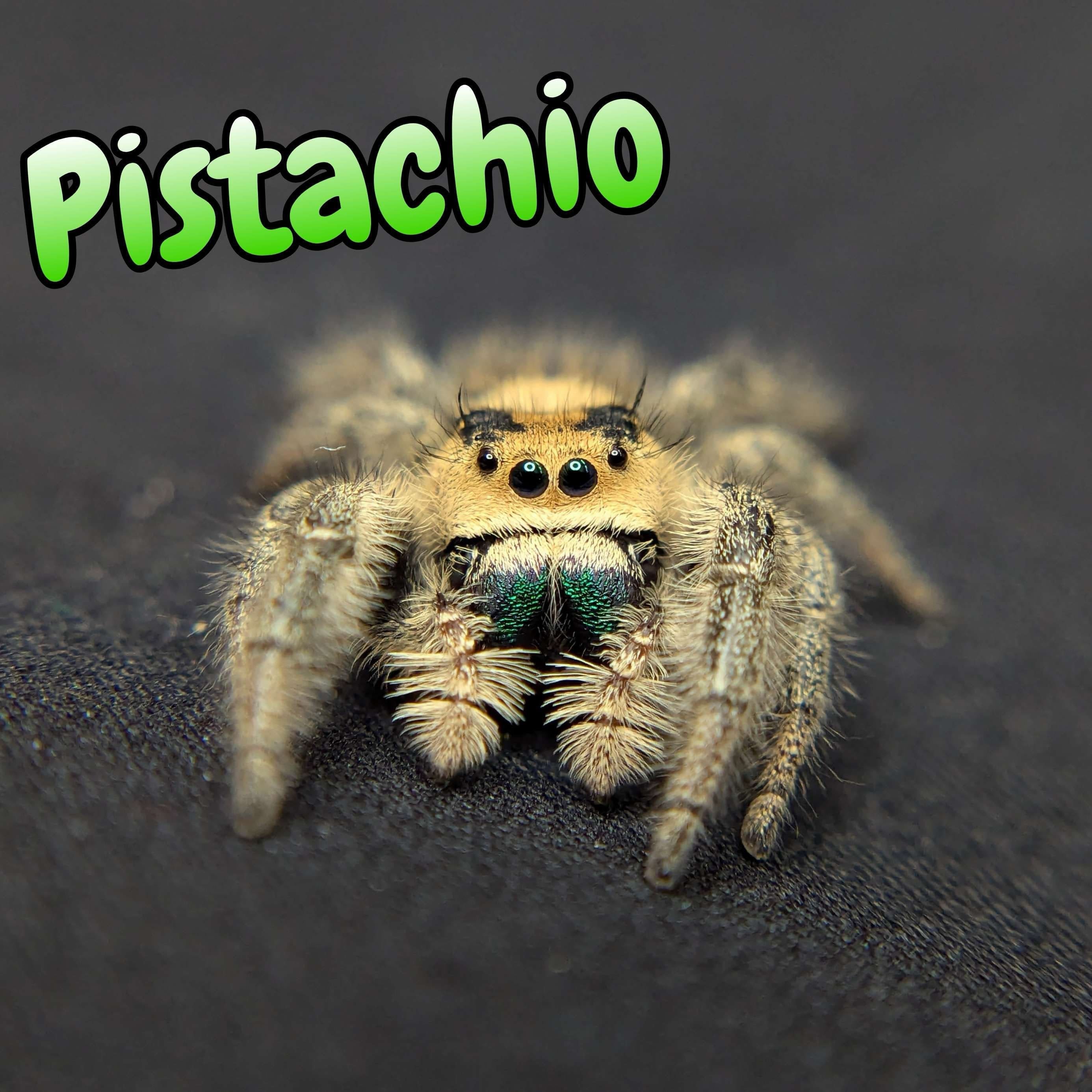 Regal Jumping Spider “Pistachio” For Sale - ExoticsSource