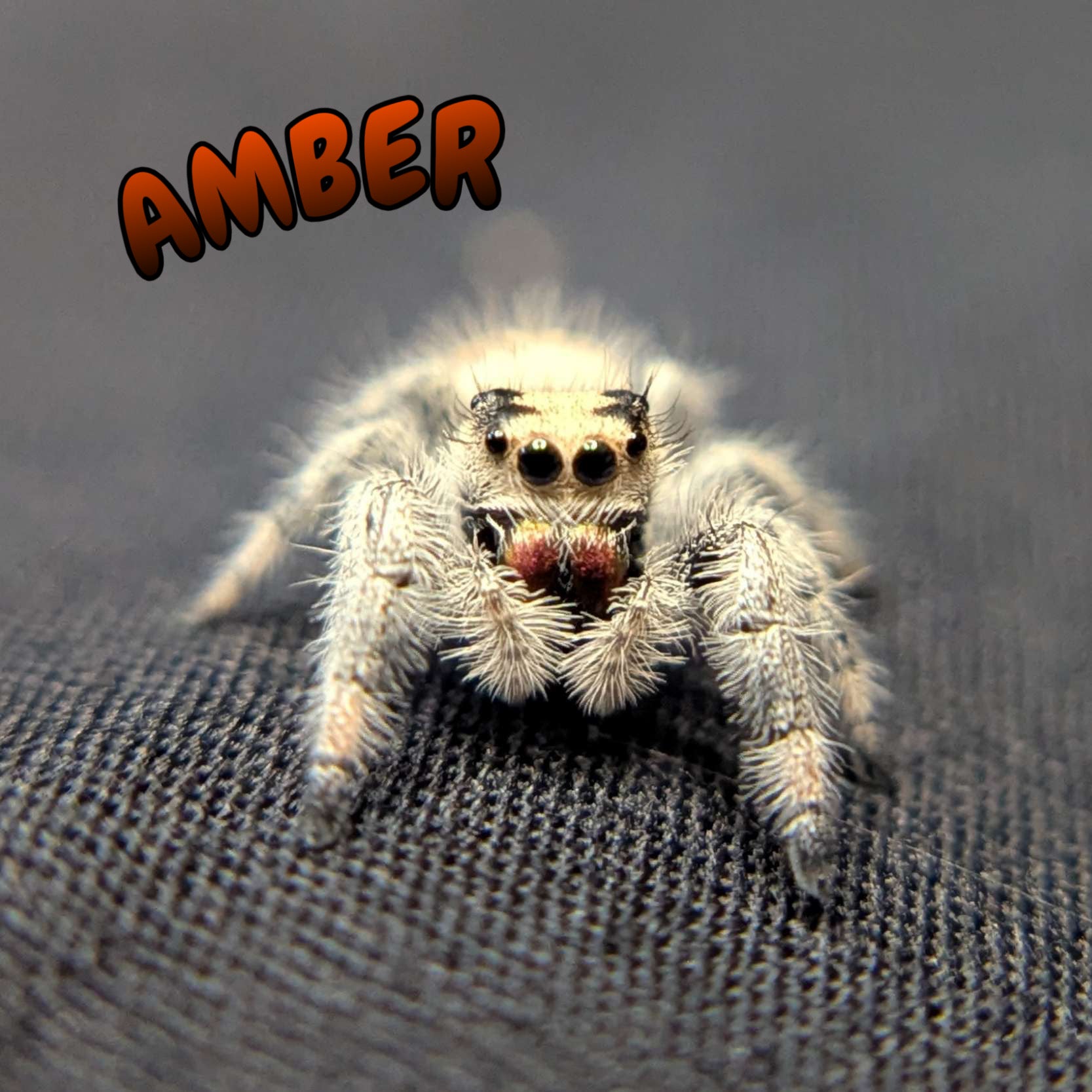 Regal Jumping Spider “Amber”