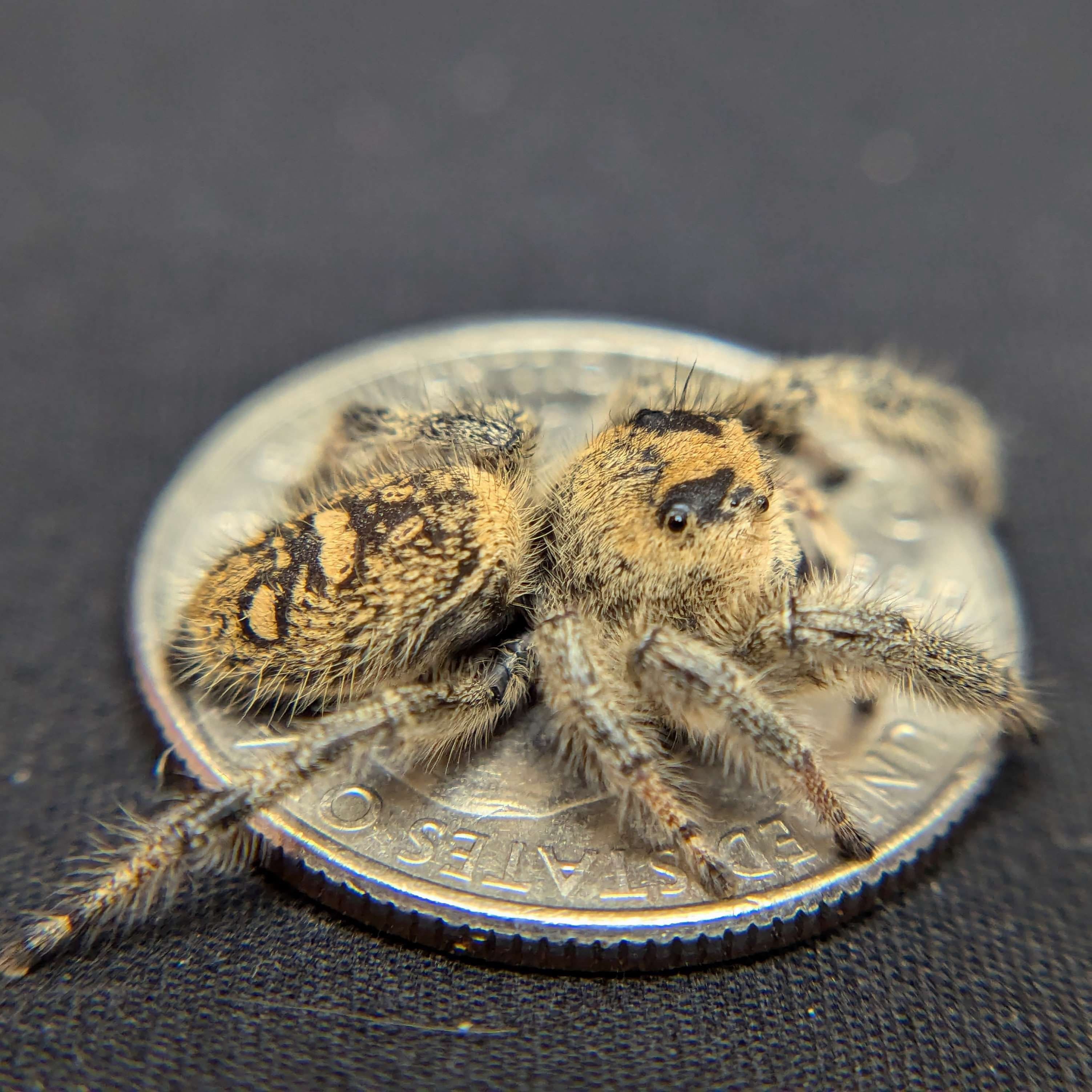 Regal Jumping Spider “Pistachio” For Sale - ExoticsSource