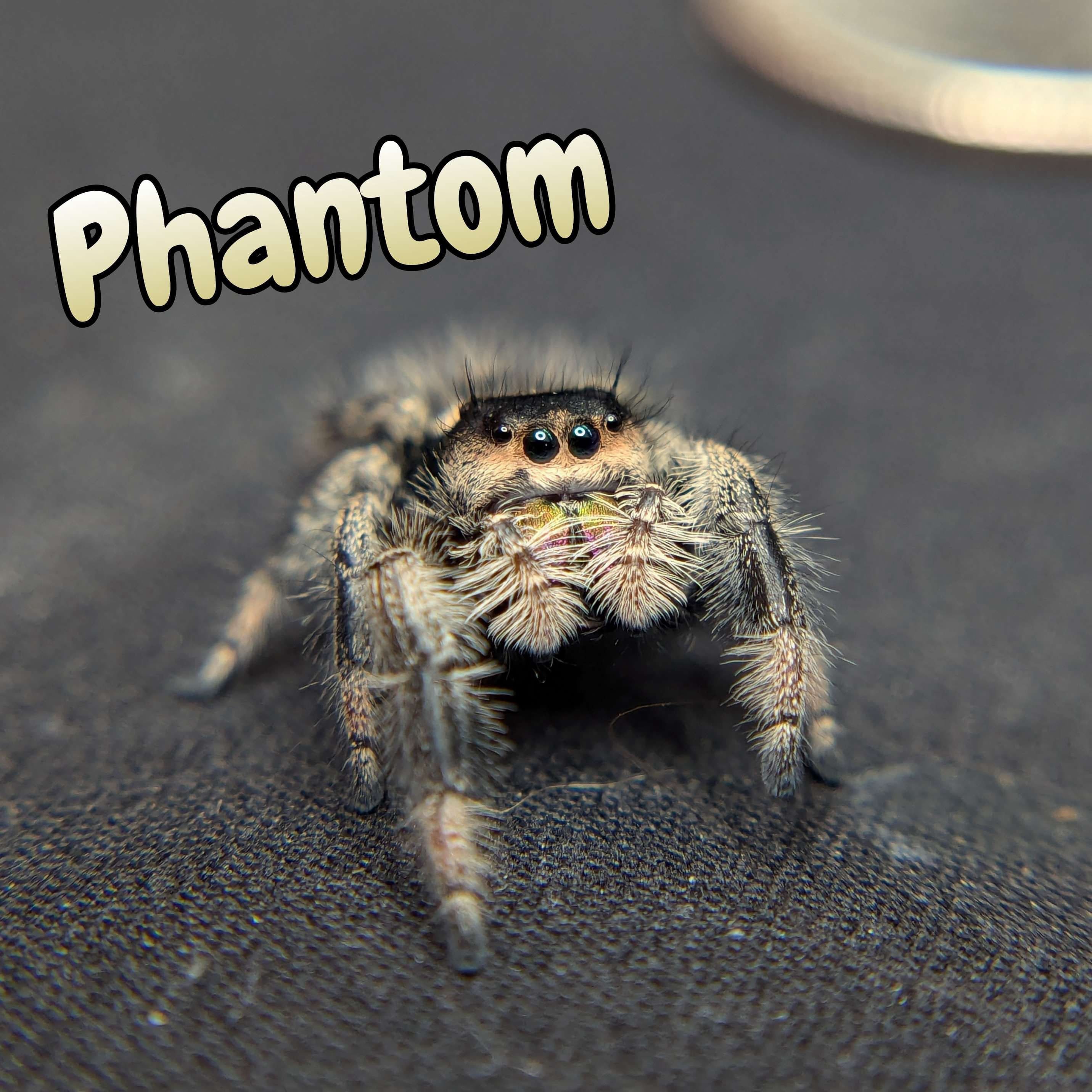 Regal Jumping Spider “Phantom” (Dark Phase) For Sale - ExoticsSource