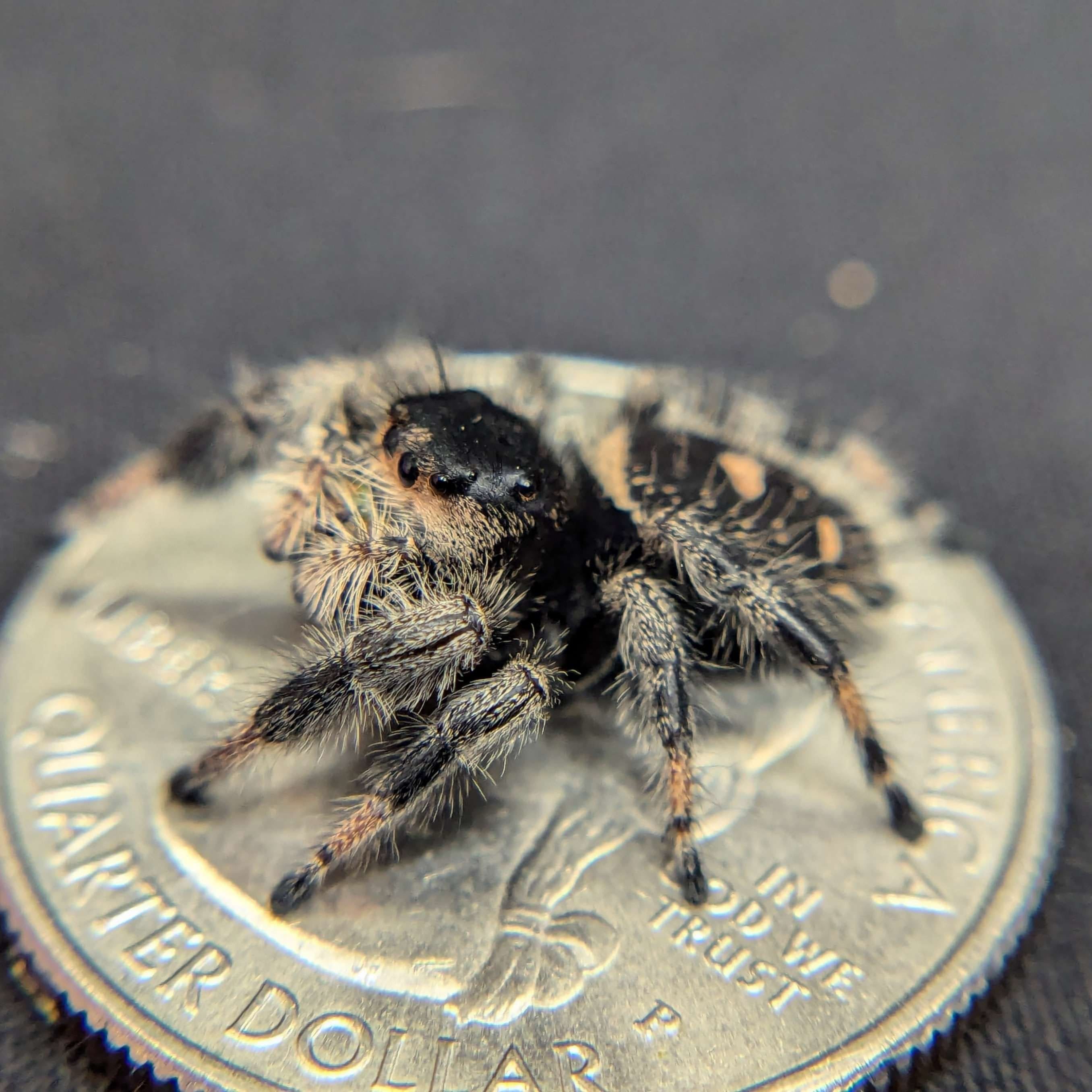 Regal Jumping Spider “Phantom” (Dark Phase) For Sale - ExoticsSource 