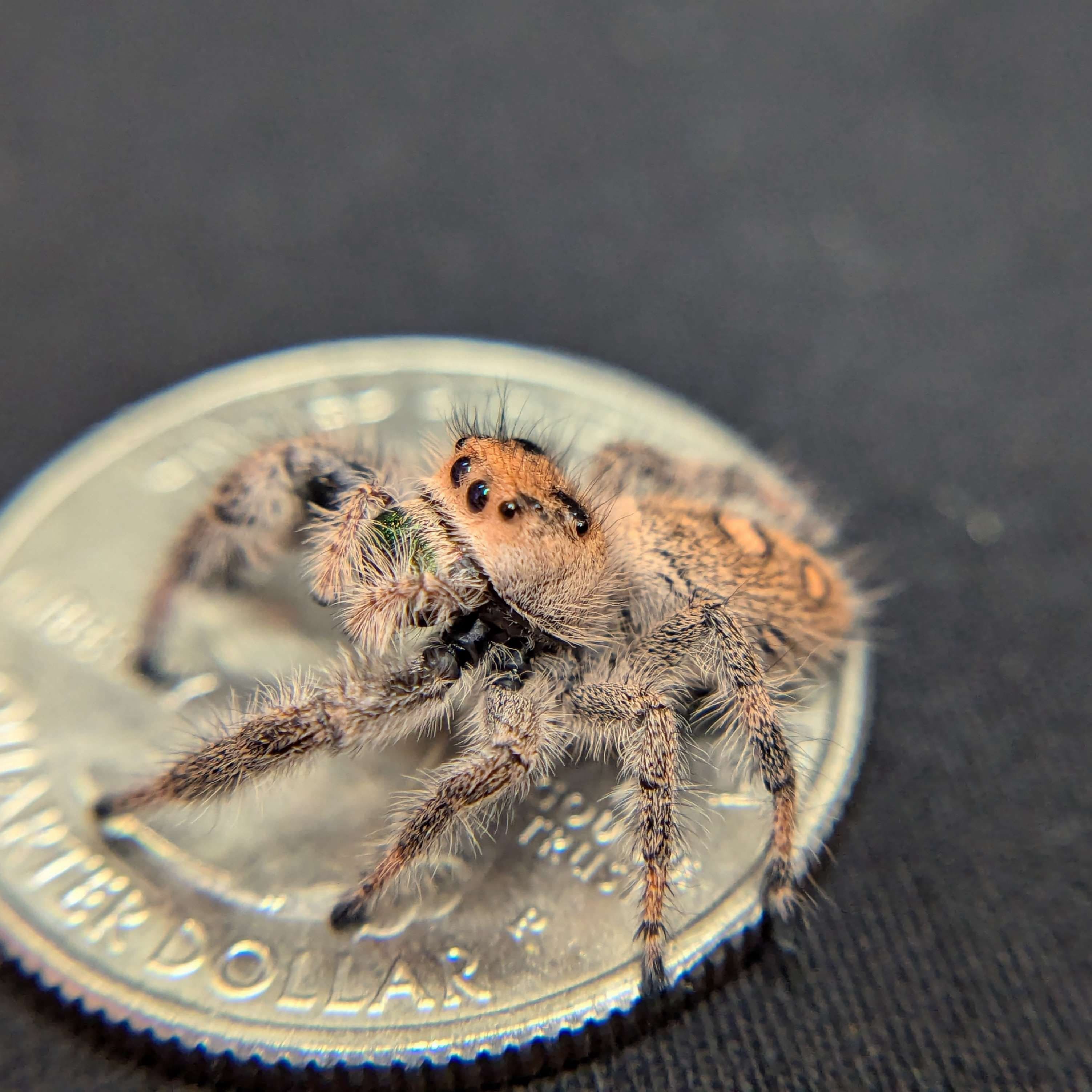 Regal Jumping Spider “Peach” For Sale - ExoticsSource