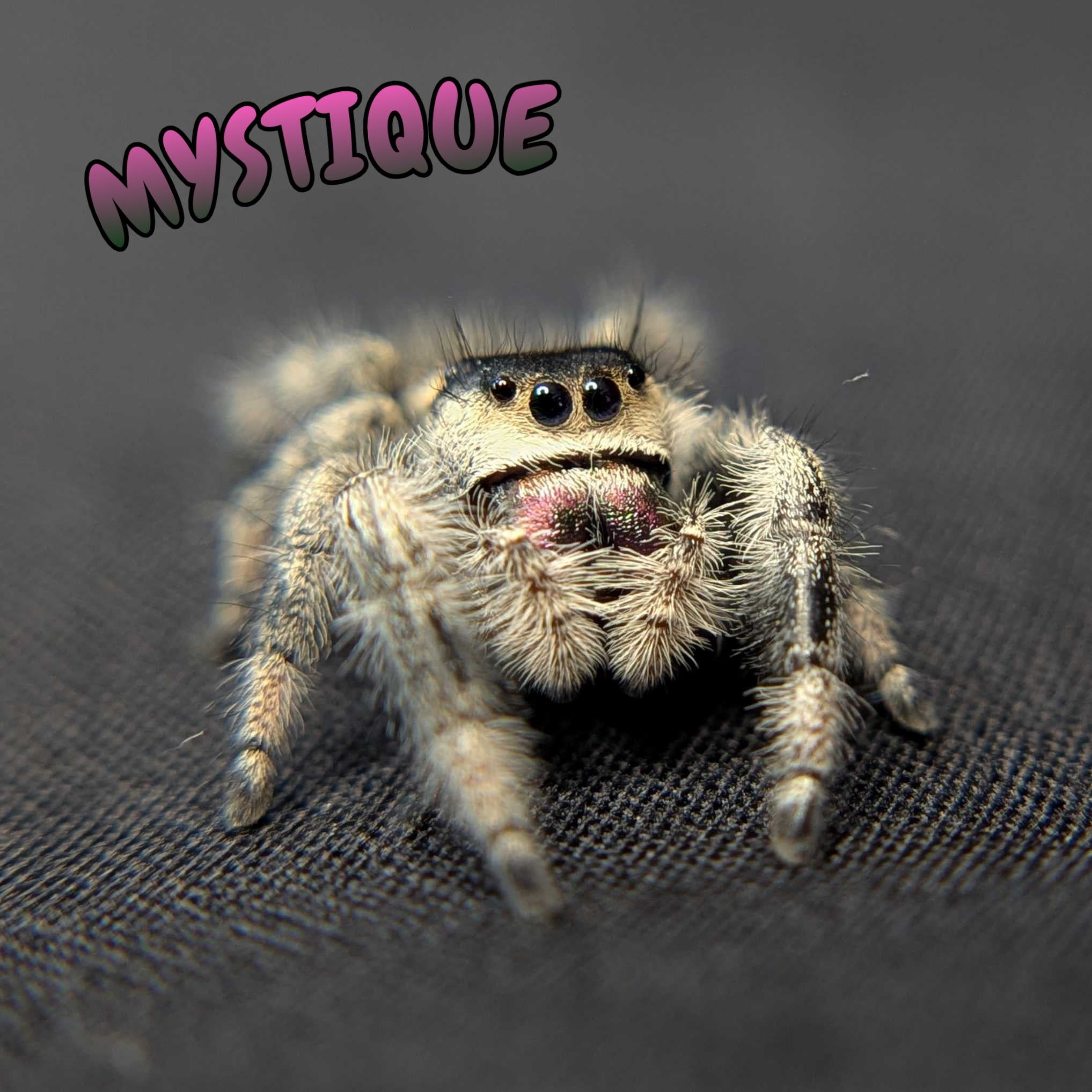 Regal Jumping Spider "Mystique"