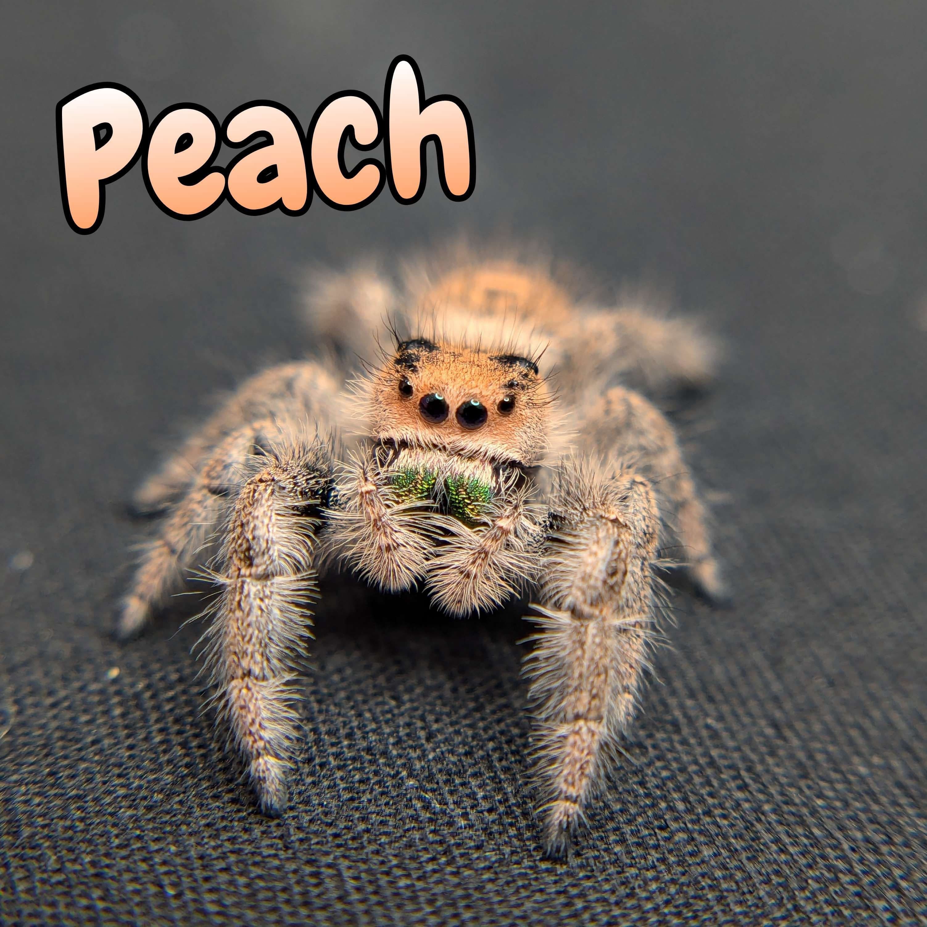 Regal Jumping Spider “Peach” For Sale - ExoticsSource