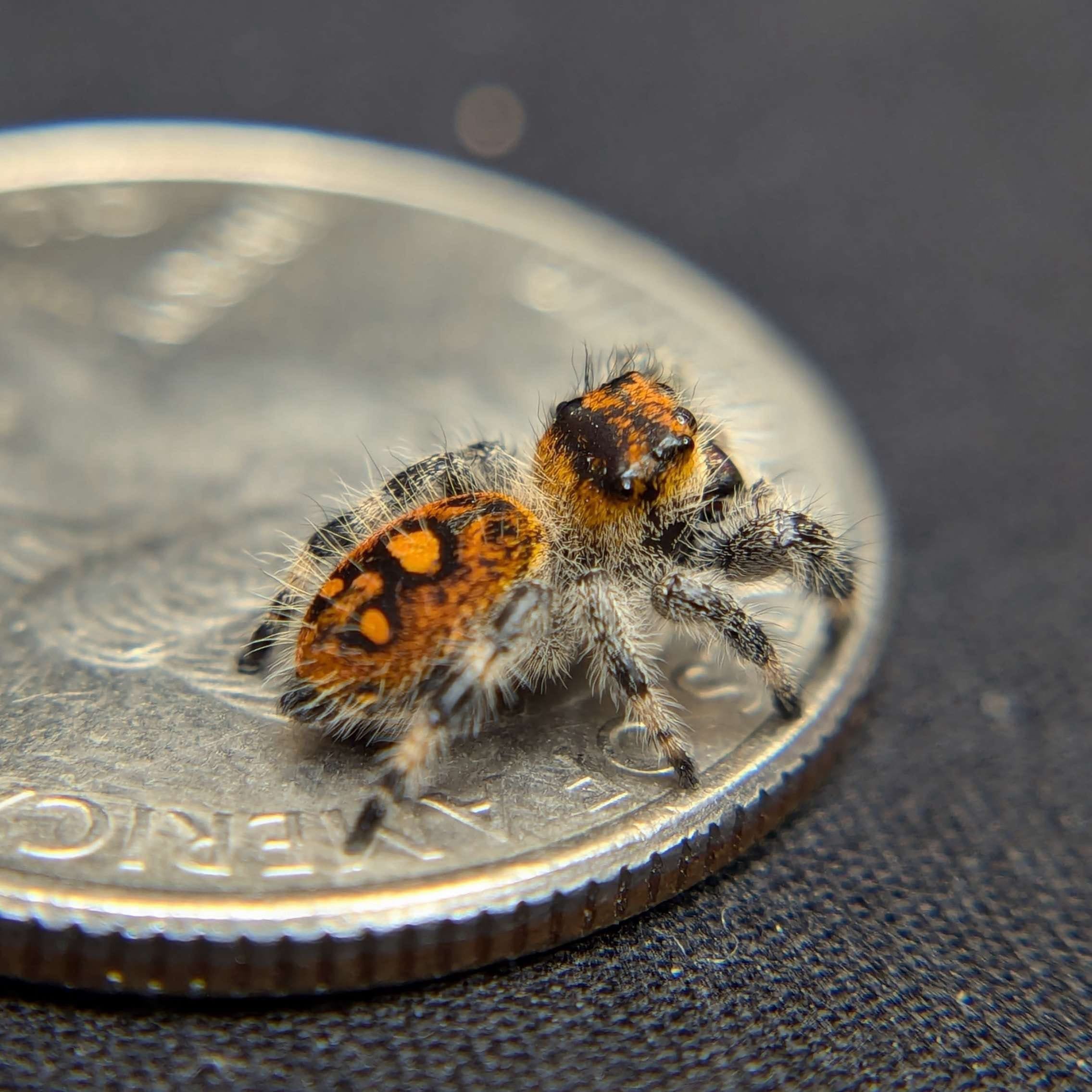 Regal Jumping Spider “Tomato” For Sale - ExoticsSource 