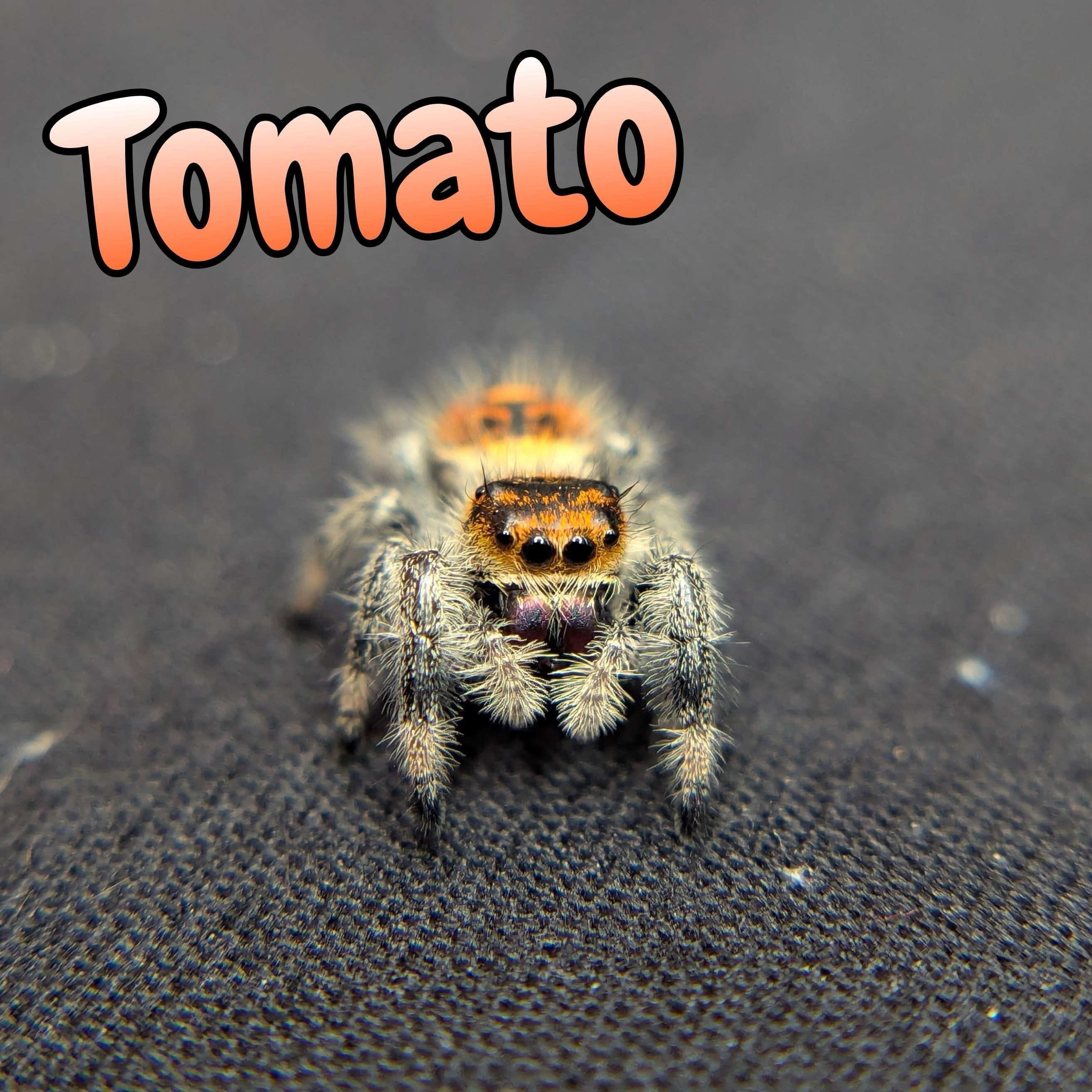 Regal Jumping Spider “Tomato” For Sale - ExoticsSource 