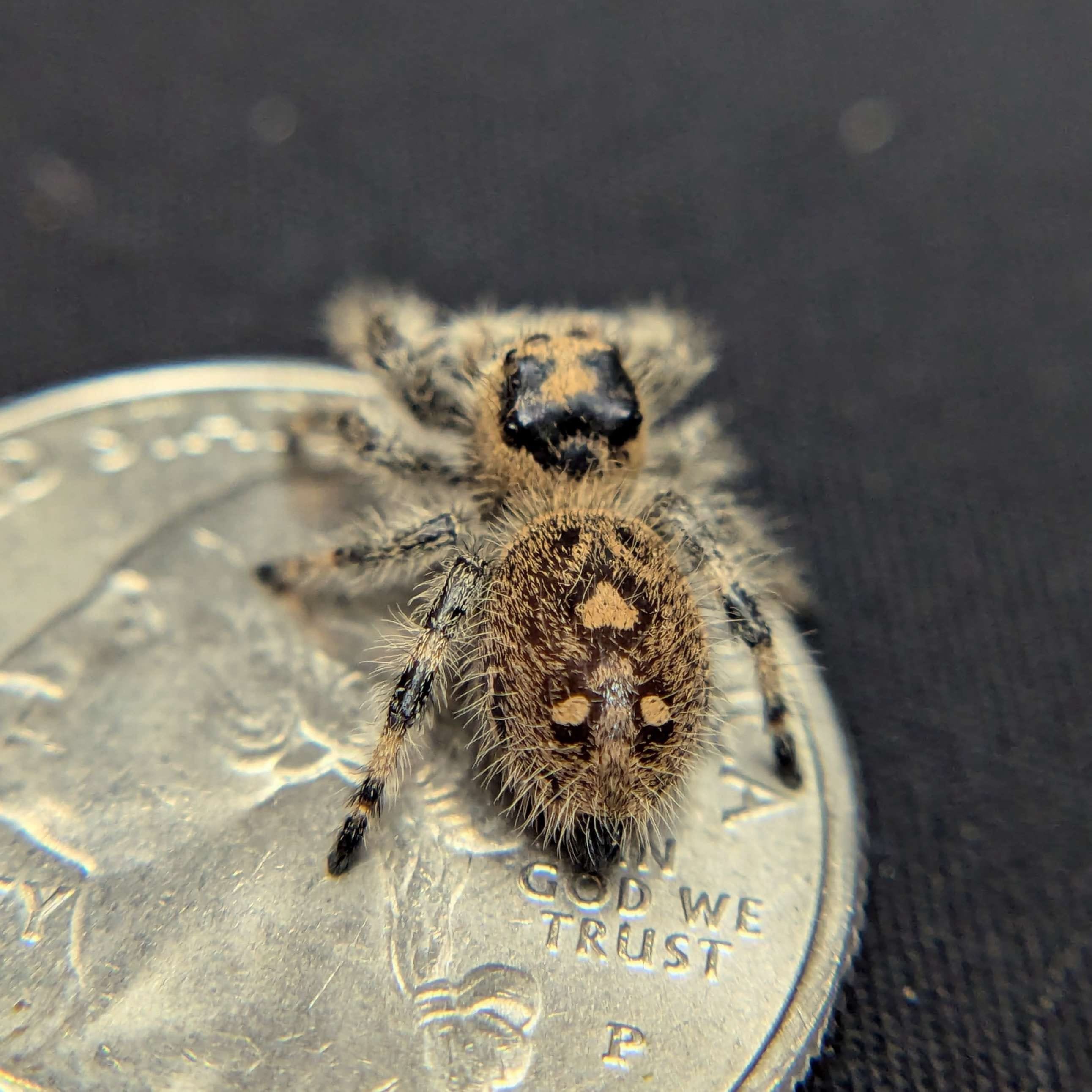 Regal Jumping Spider “Sparkle” For Sale - ExoticsSource 