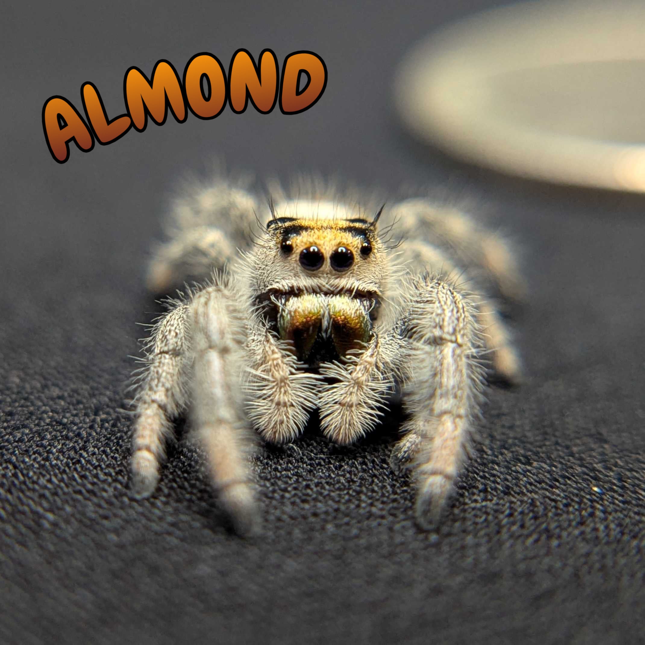 Regal Jumping Spider "Almond"