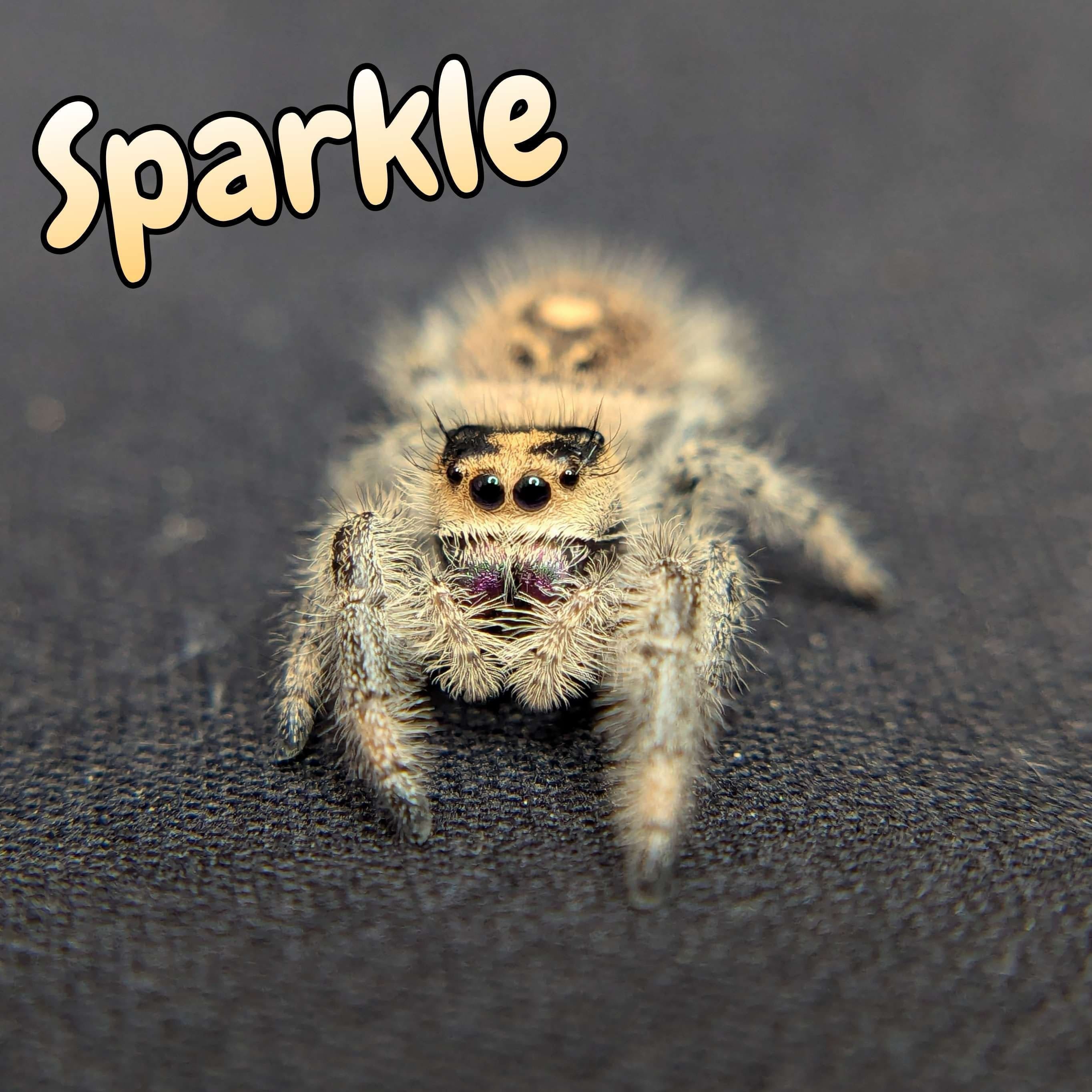 Regal Jumping Spider “Sparkle” For Sale - ExoticsSource 