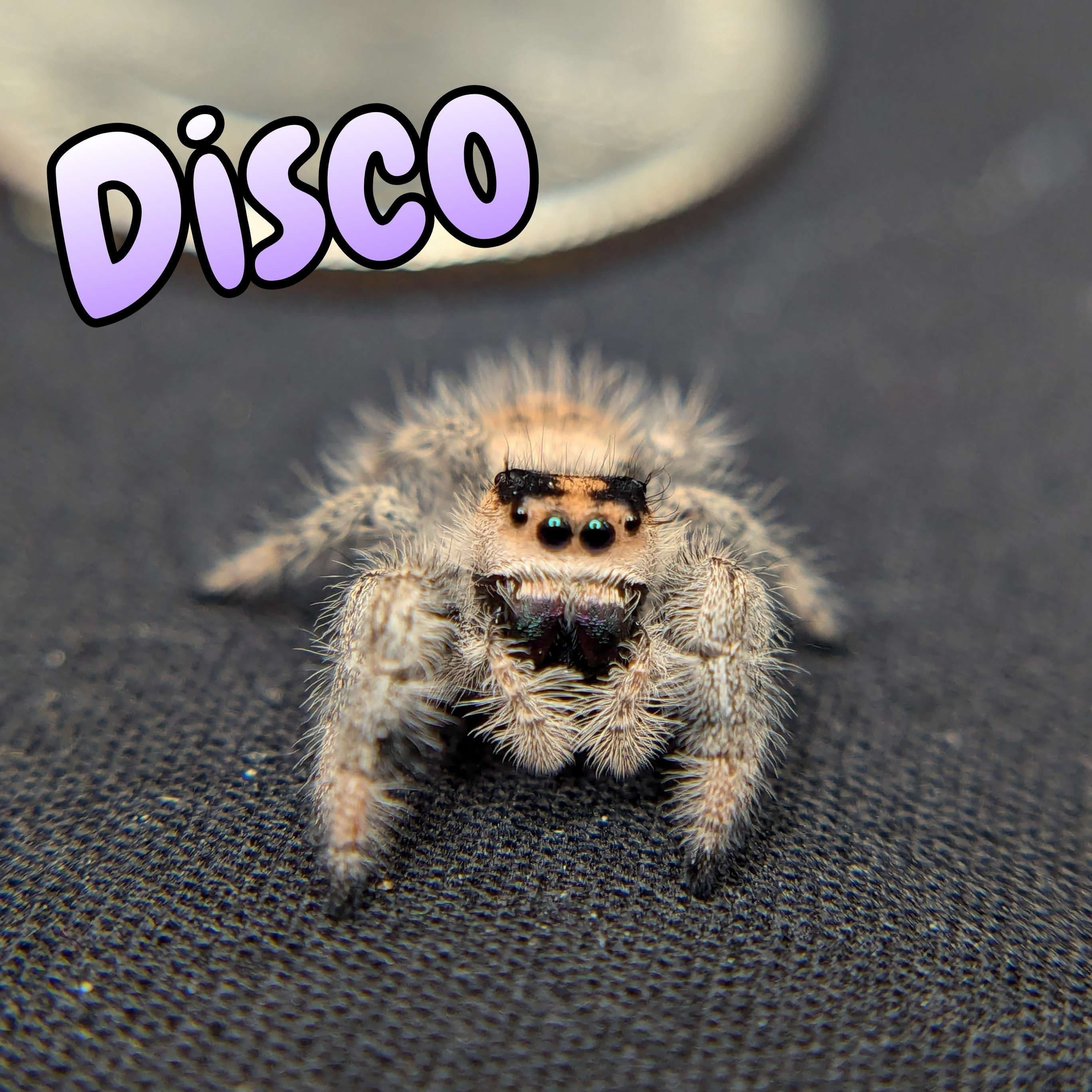 Regal Jumping Spider “Disco” For Sale - ExoticsSource 