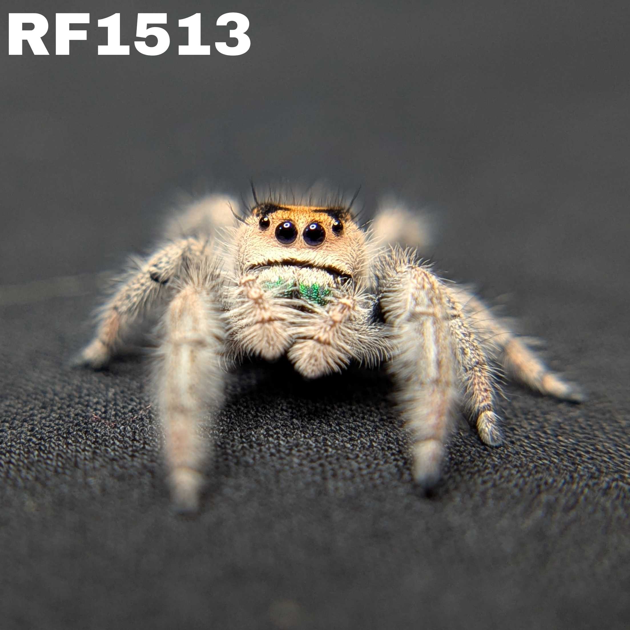 Regal Jumping Spider “Apricot Leaf”