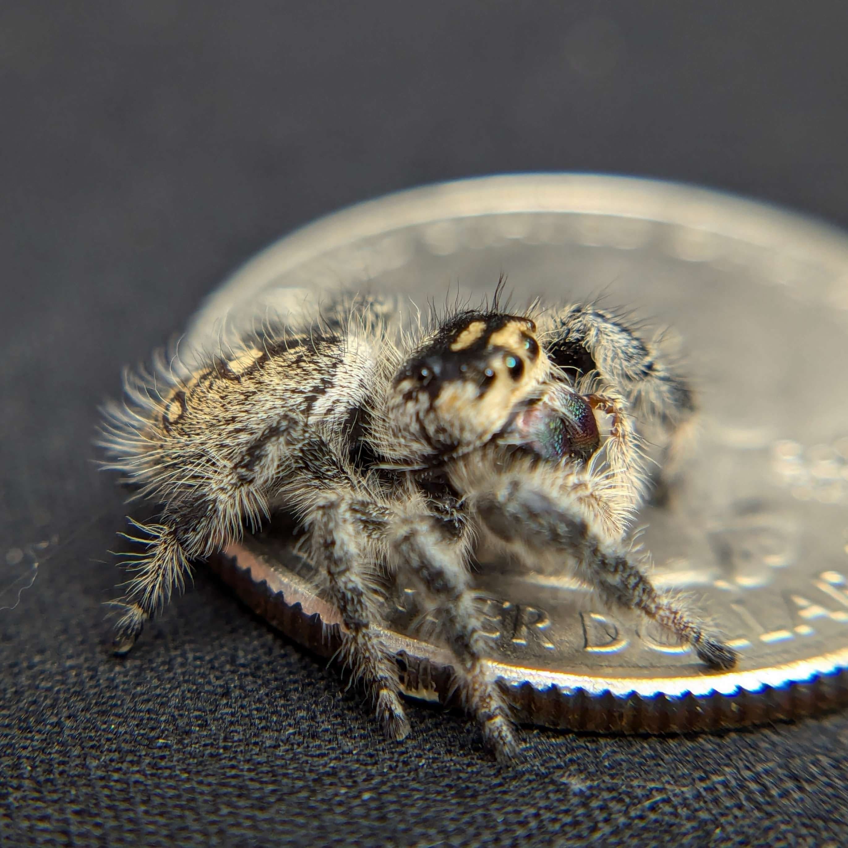 Regal Jumping Spider “Vanilla Bean” For Sale - ExoticsSource 