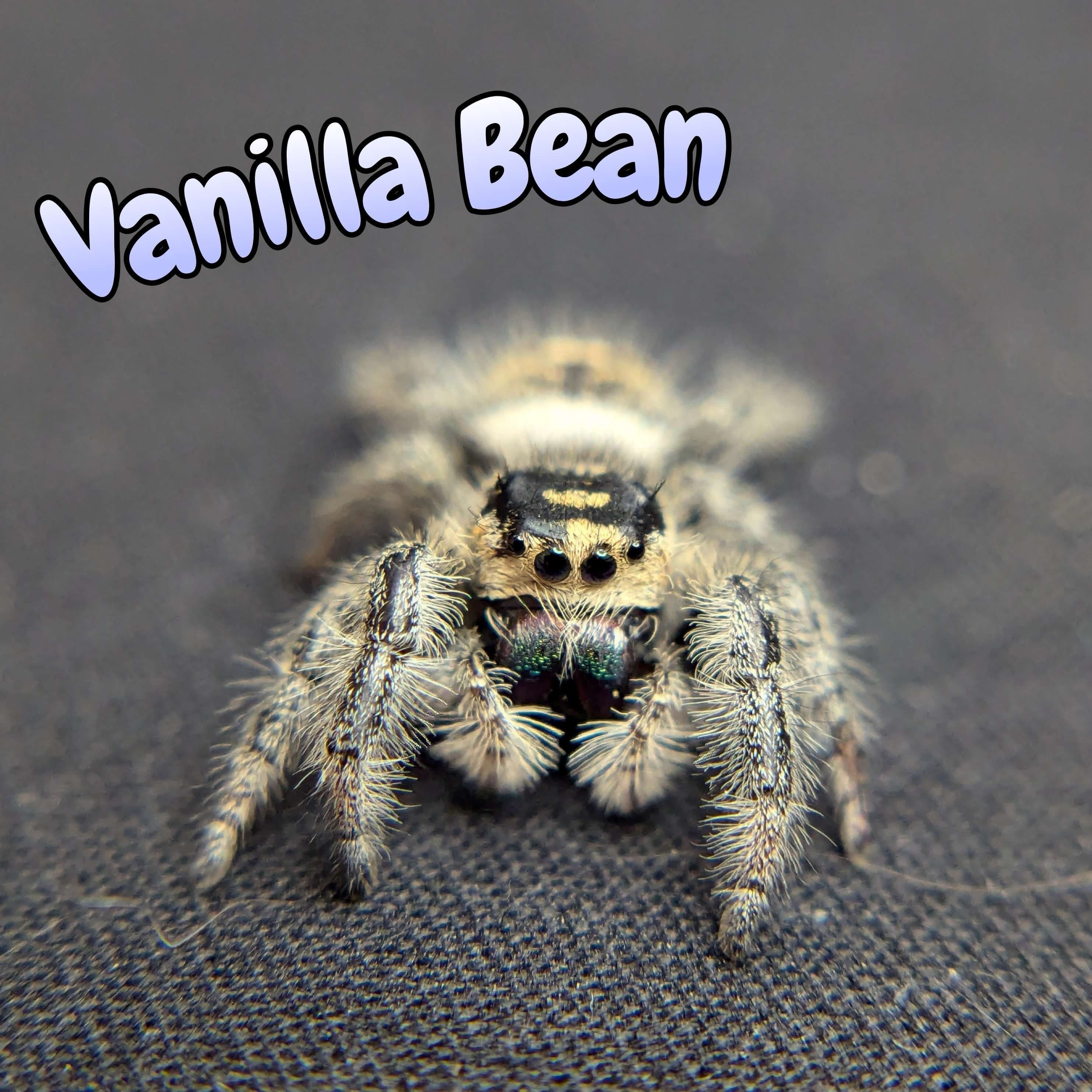 Regal Jumping Spider “Vanilla Bean” For Sale - ExoticsSource 