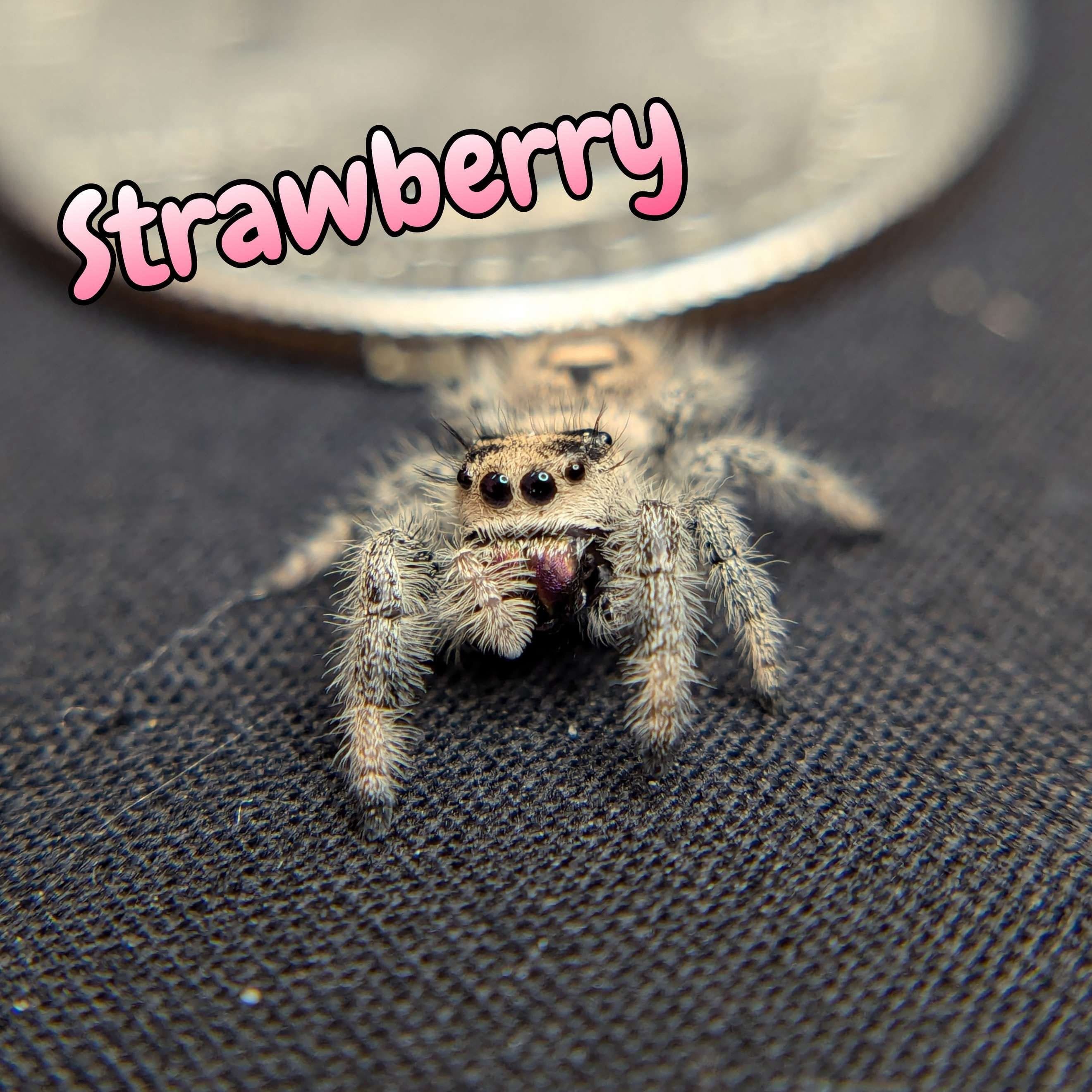 Regal Jumping Spider “Strawberry” For Sale - ExoticsSource