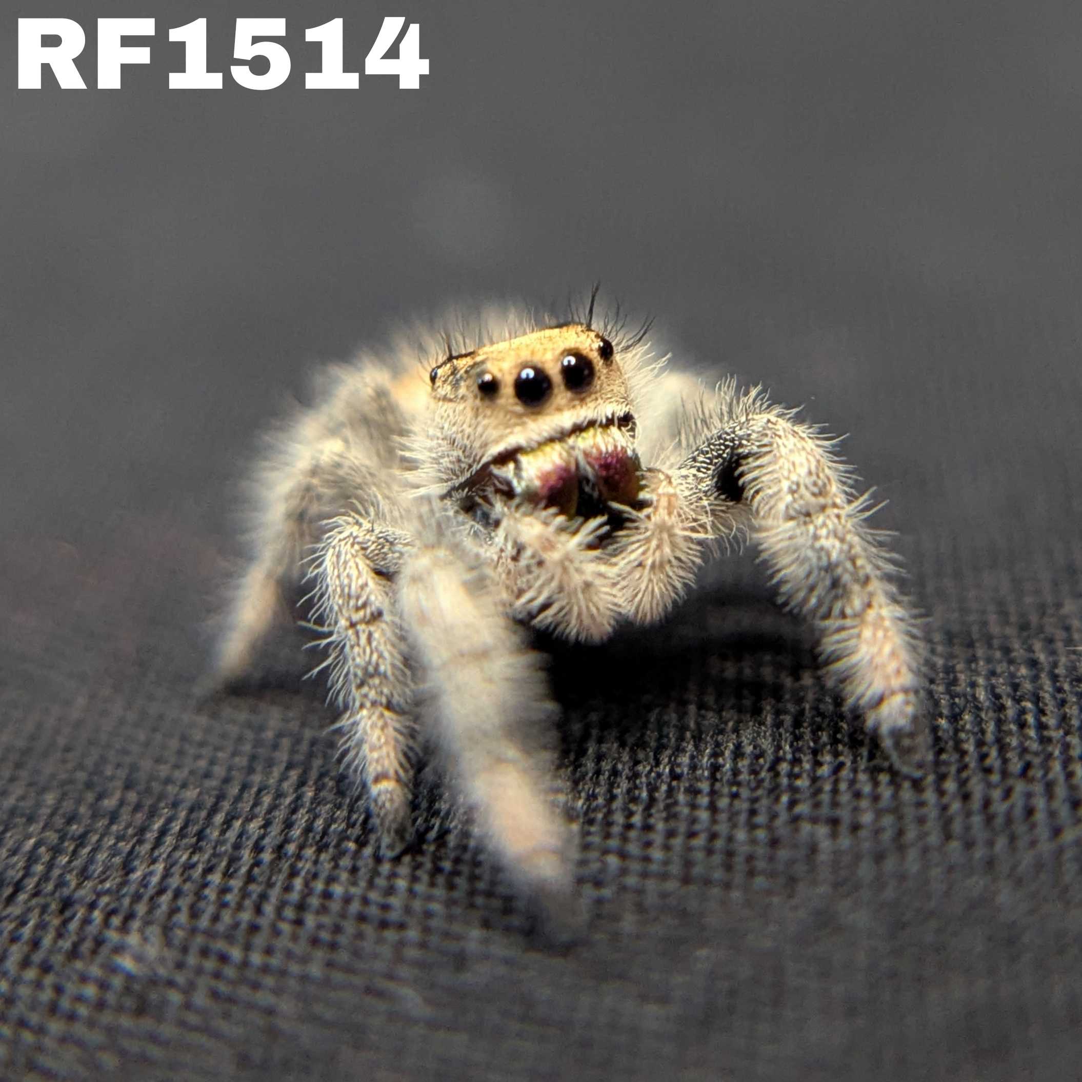 Regal Jumping Spider "Fig"