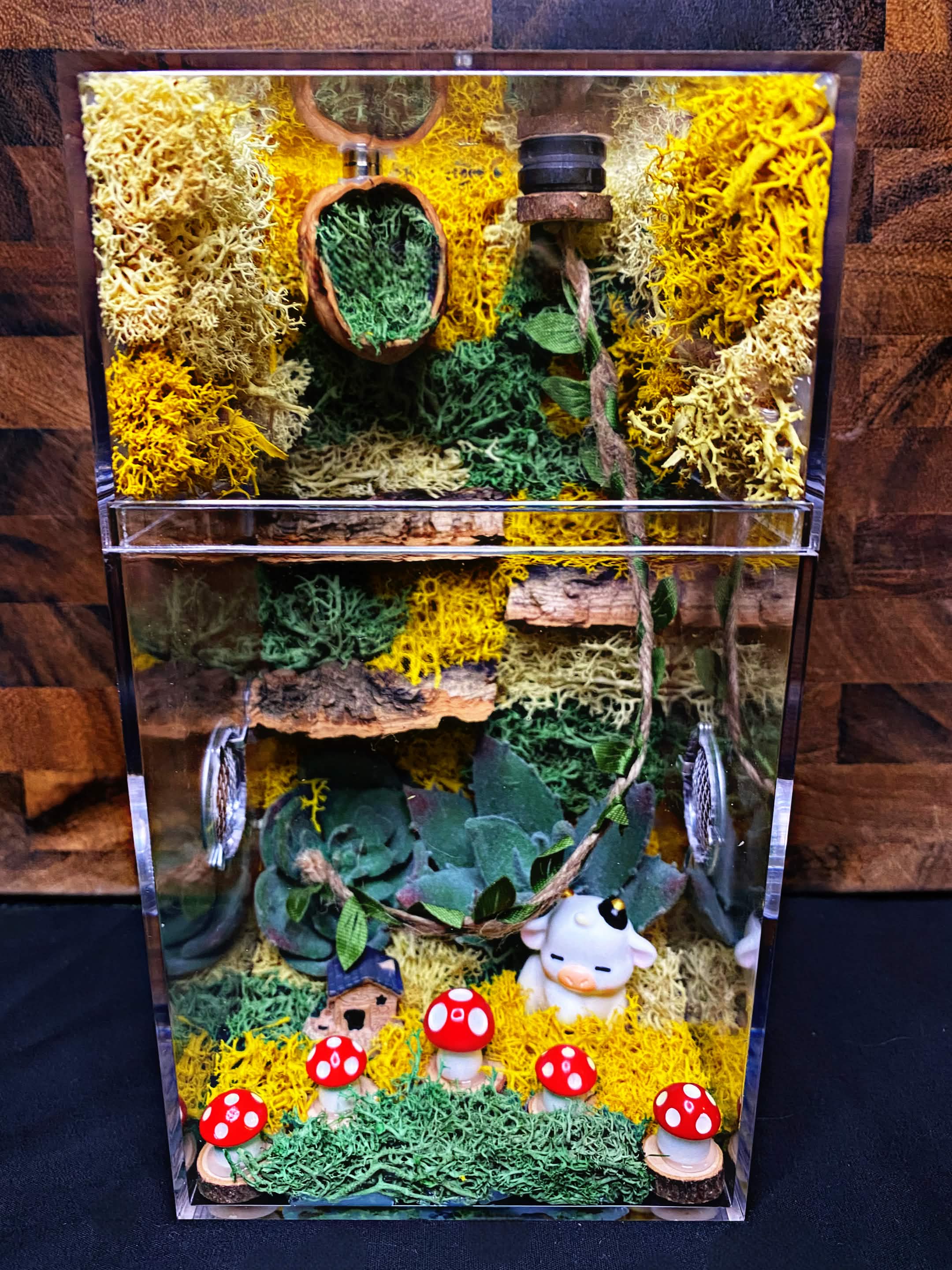 Custom Jumping Spider Enclosure