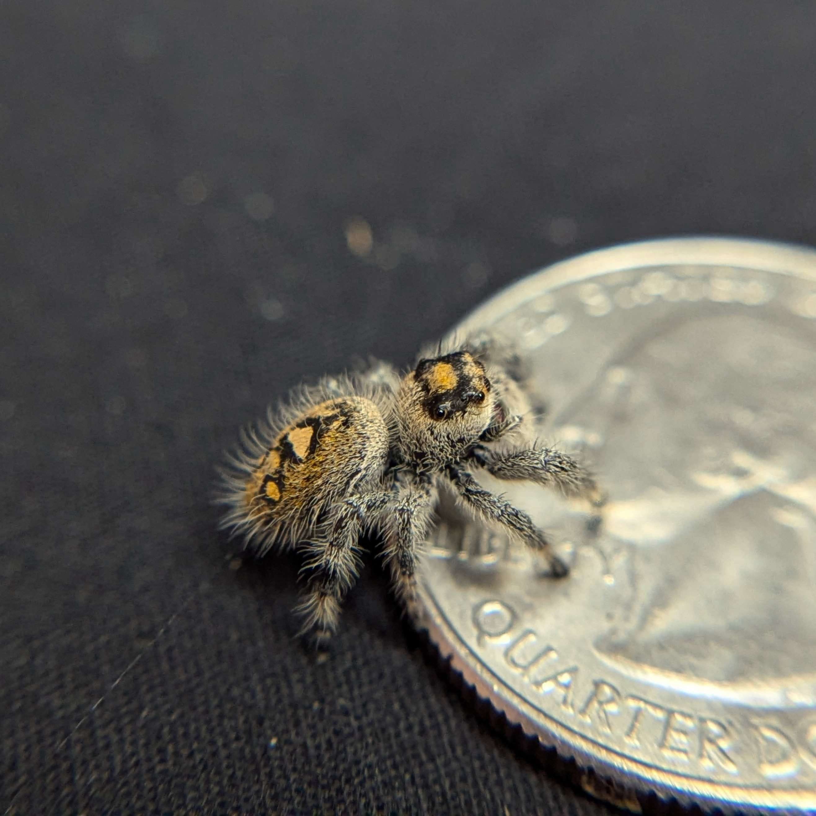 Regal Jumping Spider “Sangria” For Sale - ExoticsSource 