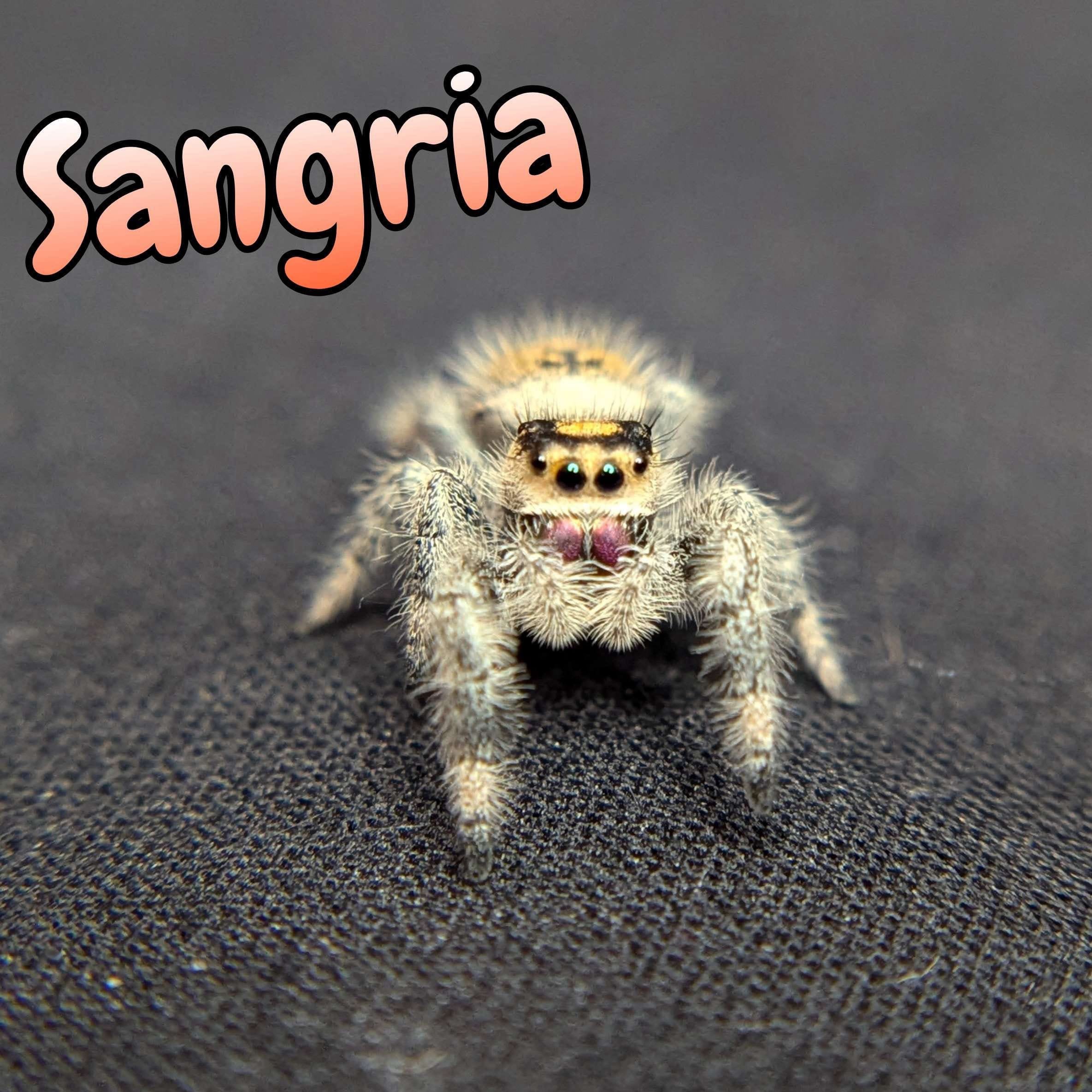 Regal Jumping Spider “Sangria” For Sale - ExoticsSource 