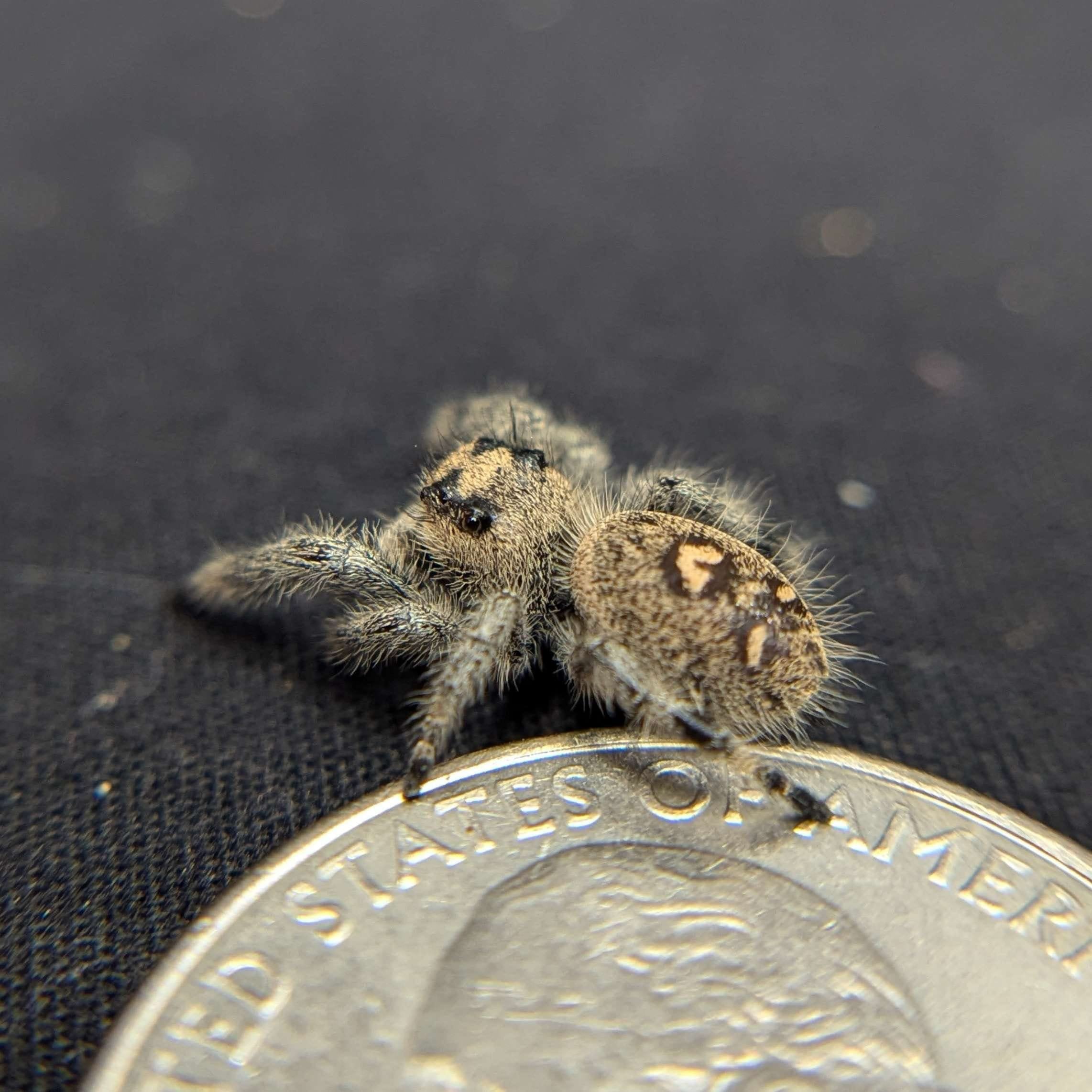 Regal Jumping Spider “Tart” For Sale - ExoticsSource 