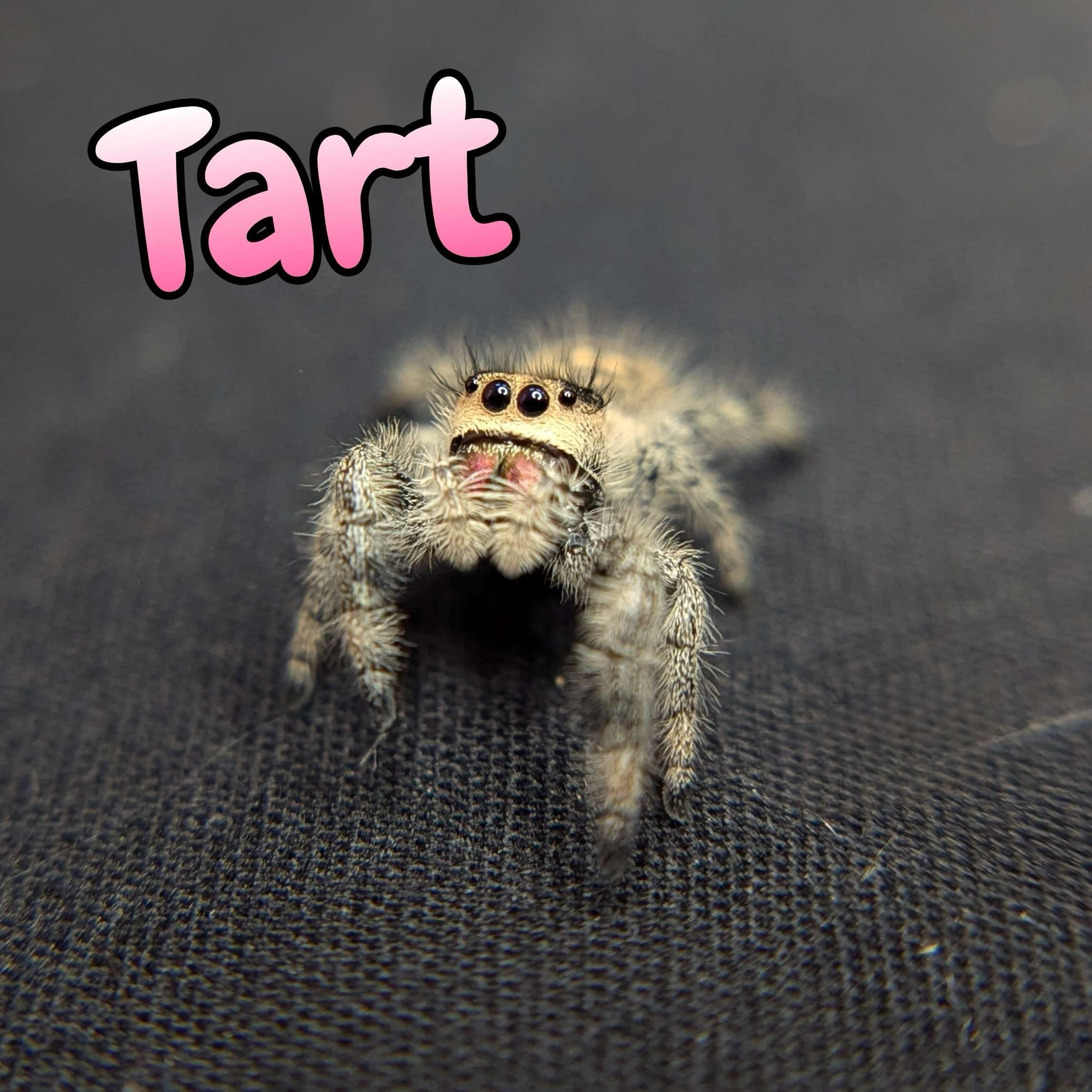 Regal Jumping Spider “Tart” For Sale - ExoticsSource 