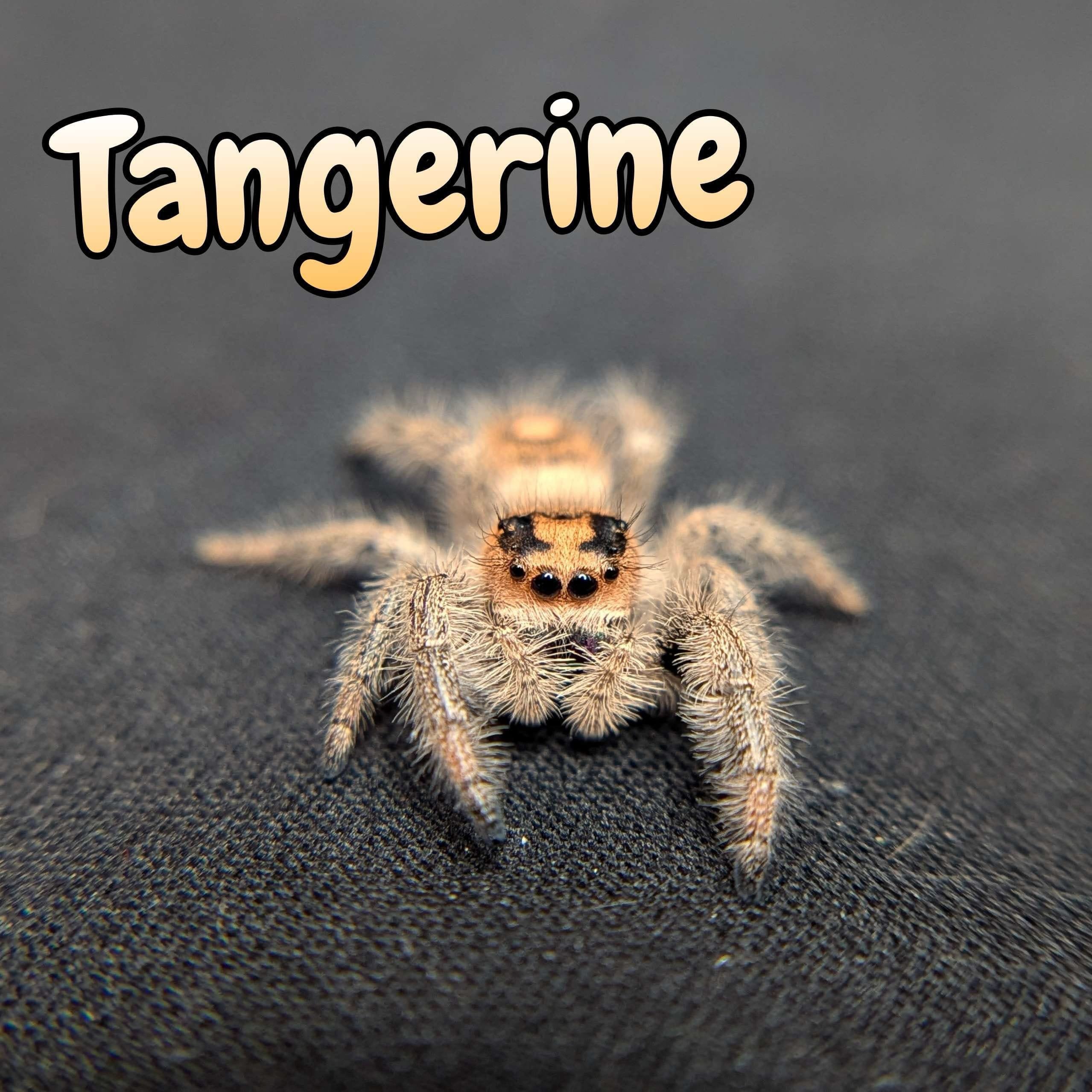 Regal Jumping Spider “Tangerine” For Sale - ExoticsSource