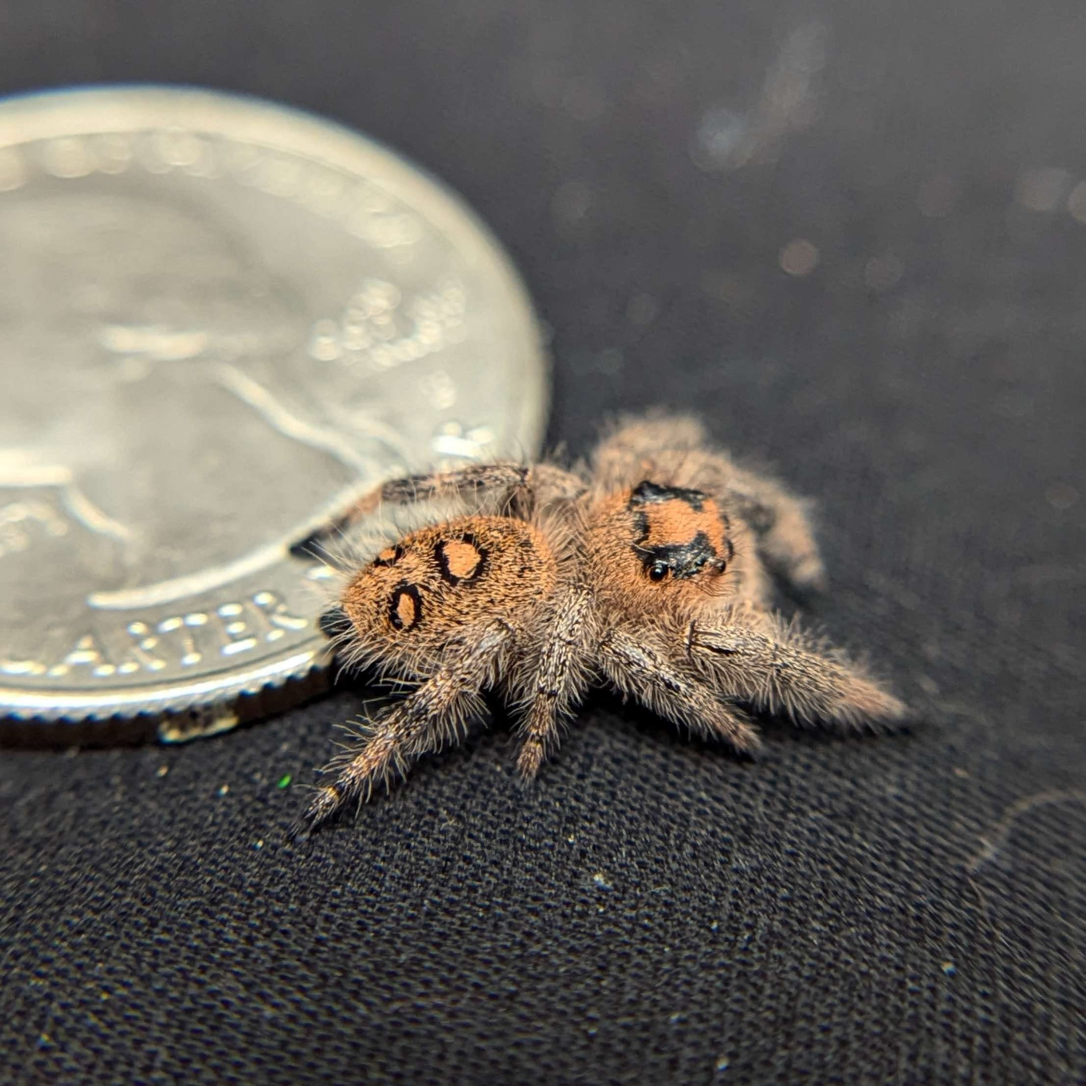 Regal Jumping Spider “Tangerine” For Sale - ExoticsSource