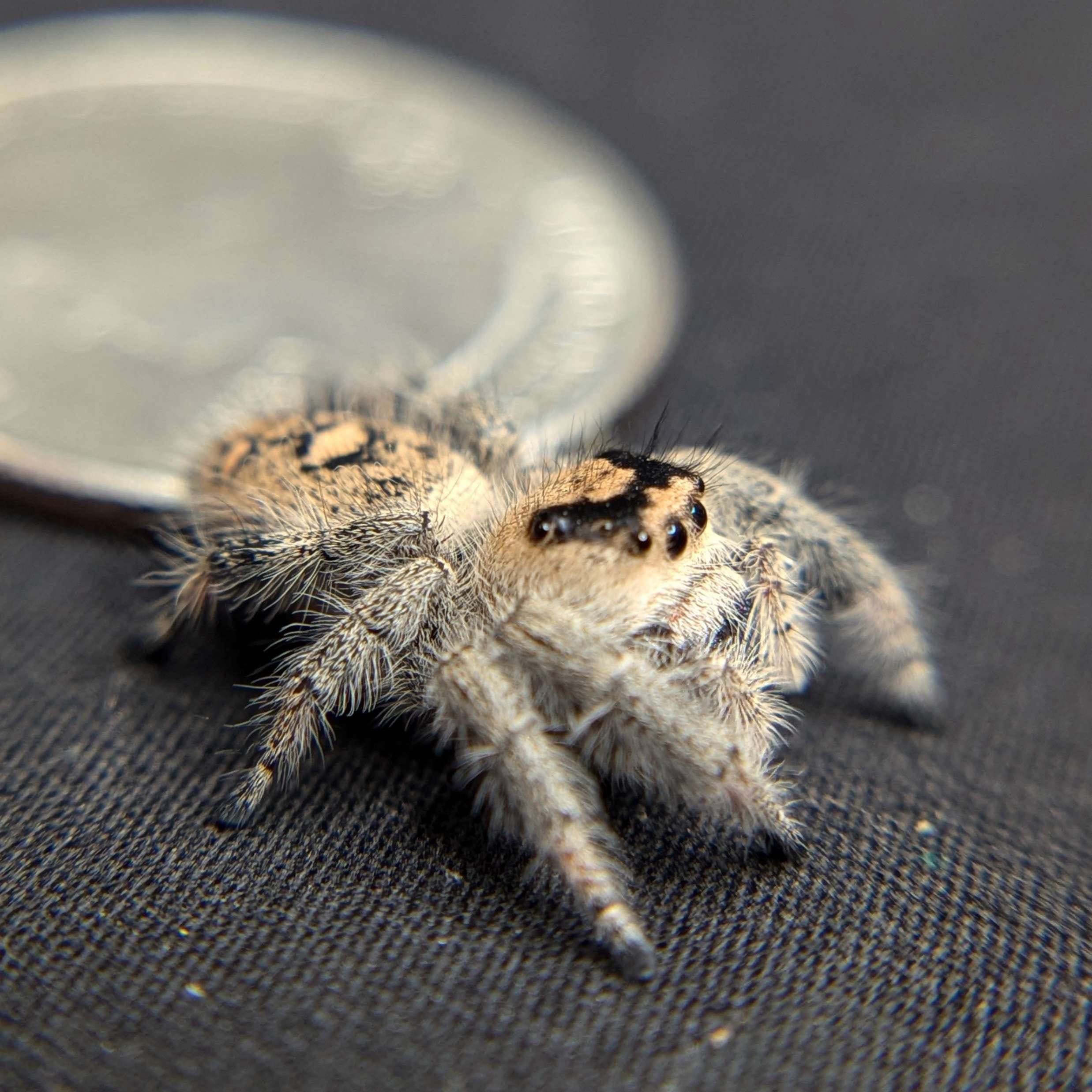 Regal Jumping Spider “Berry” For Sale - ExoticsSource