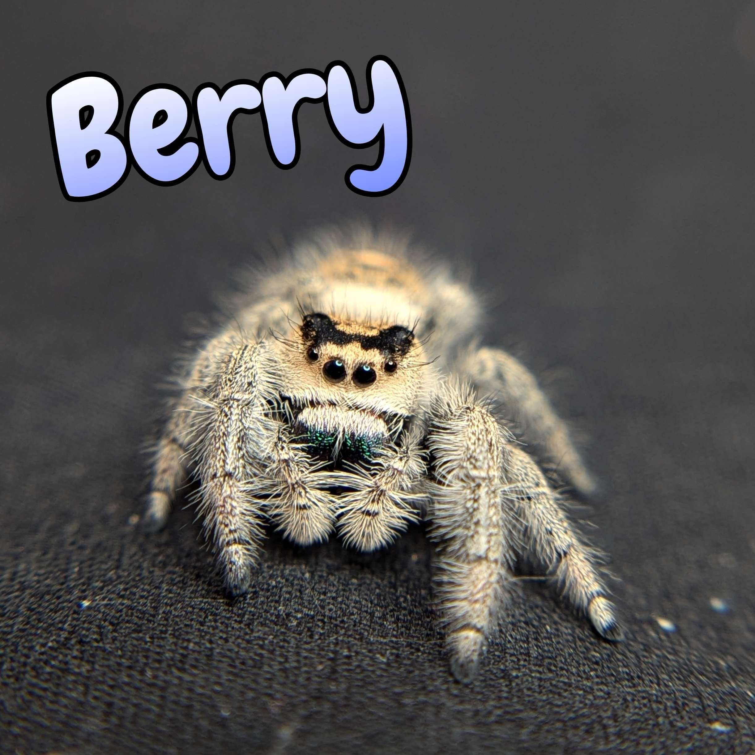 Regal Jumping Spider “Berry” For Sale - ExoticsSource