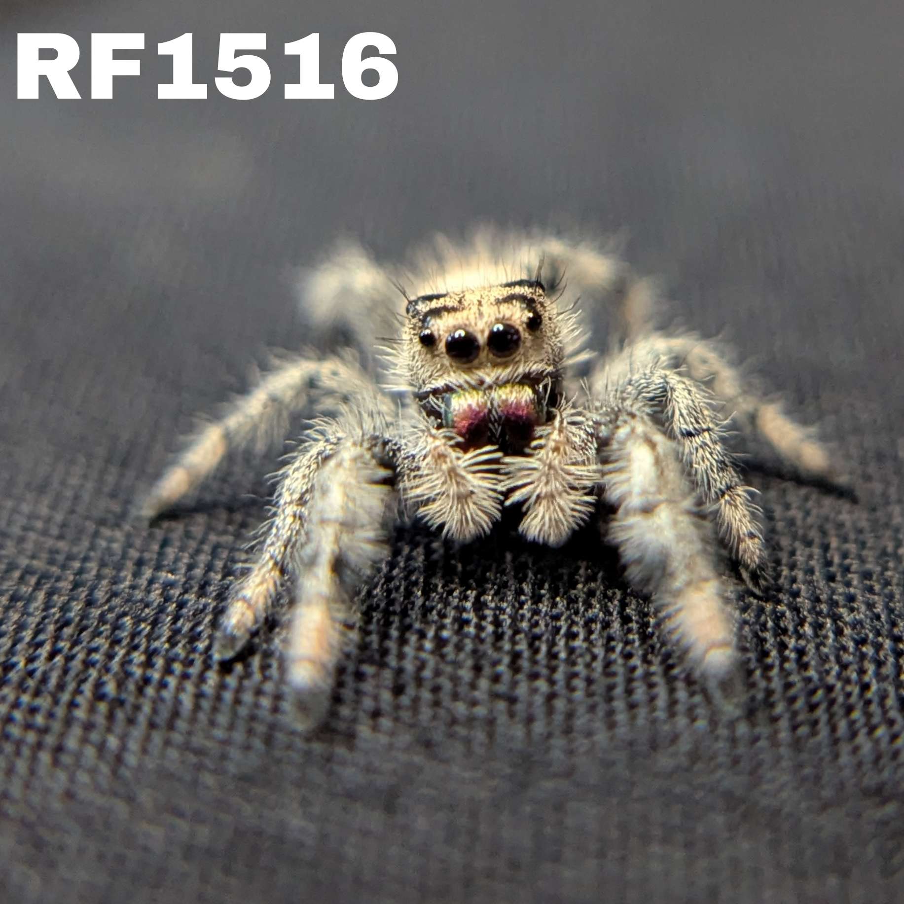 Regal Jumping Spider "Rachel"