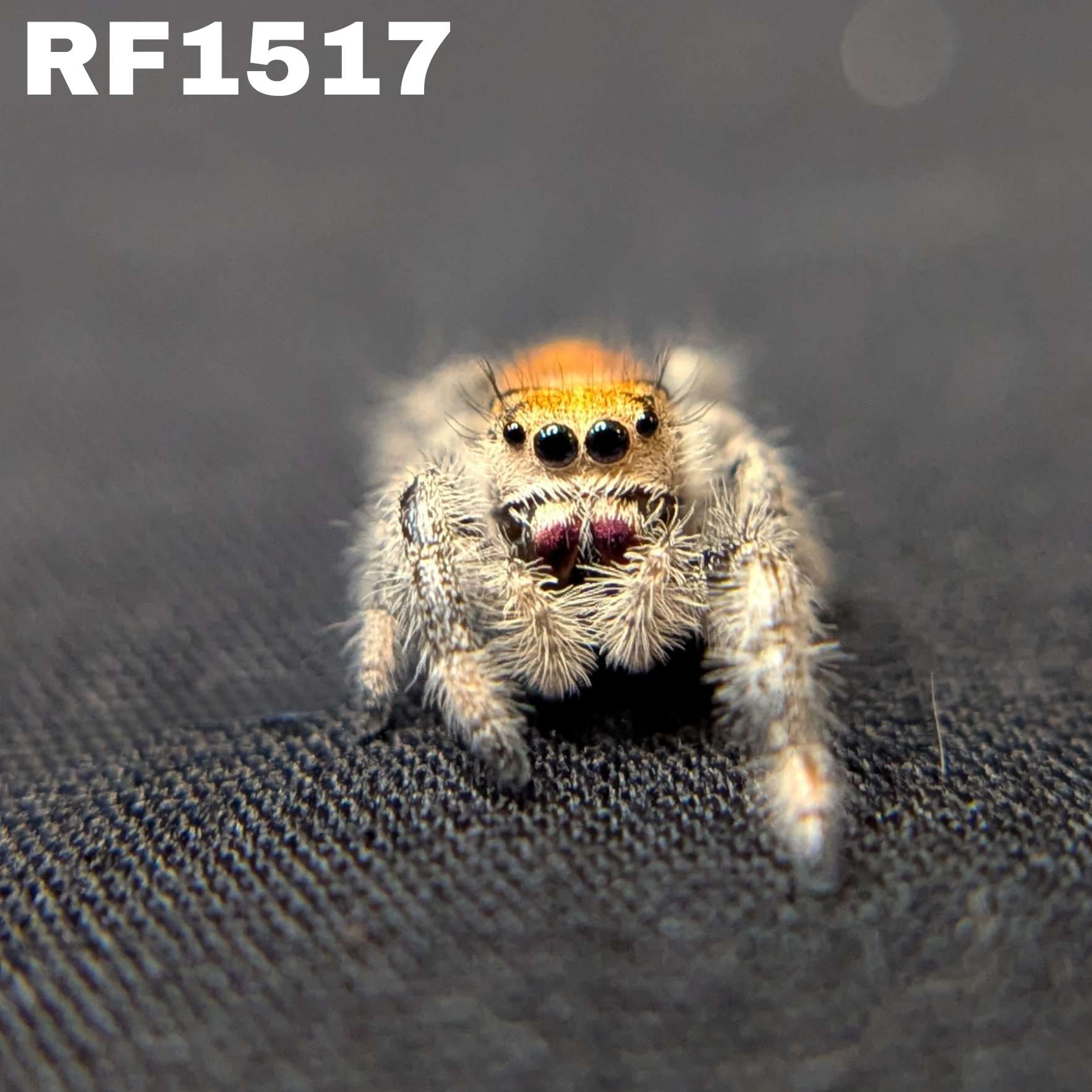 Regal Jumping Spider "Tomato"