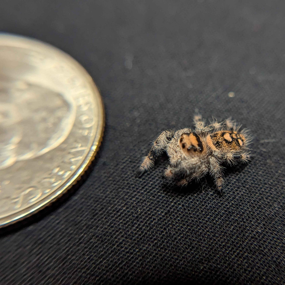 Regal Jumping Spider "Nugget"