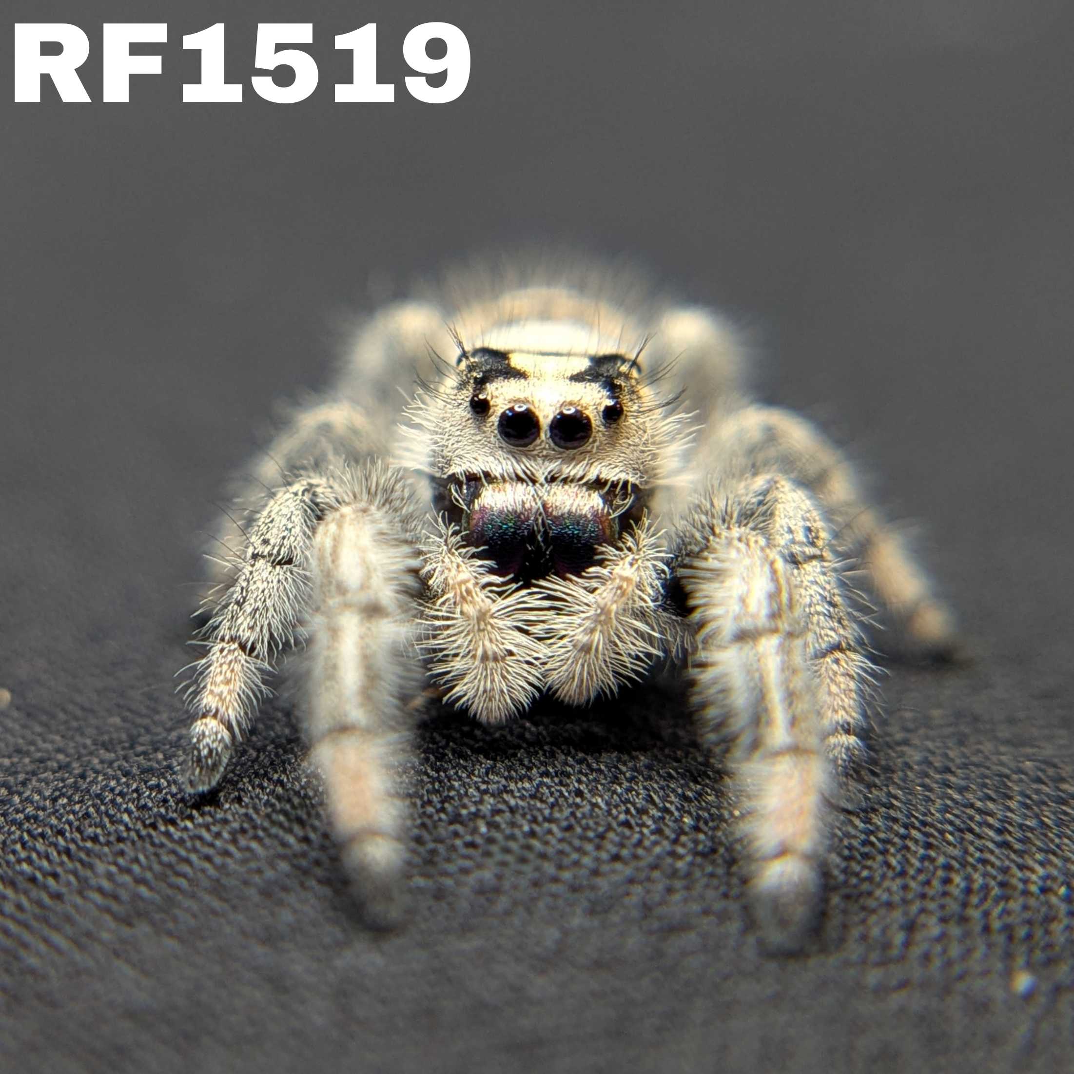 Regal Jumping Spider “Blackberry Pie”