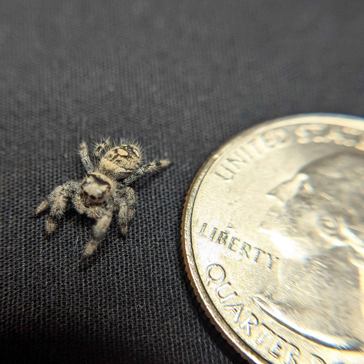 Regal Jumping Spider "Goose"