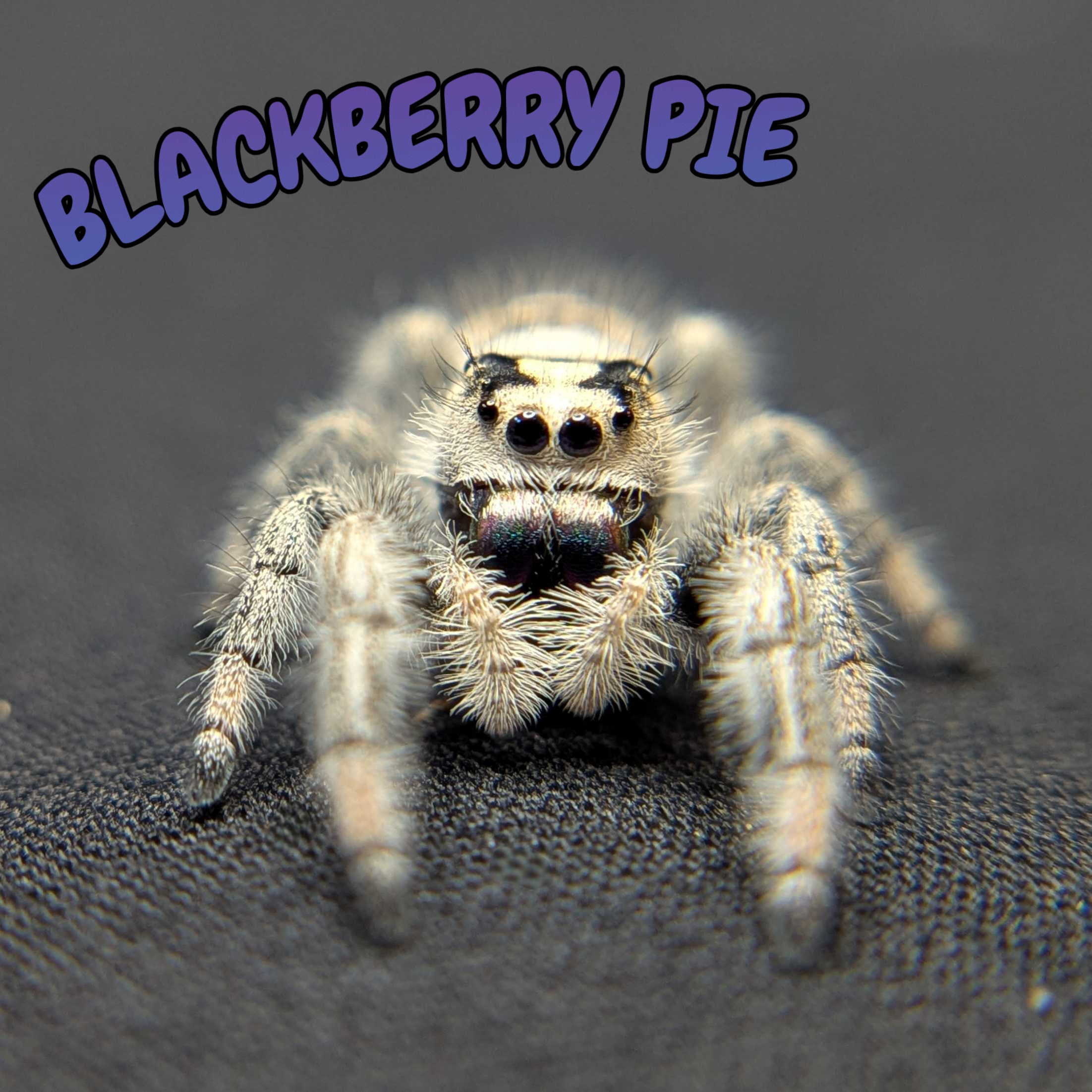 Regal Jumping Spider “Blackberry Pie”