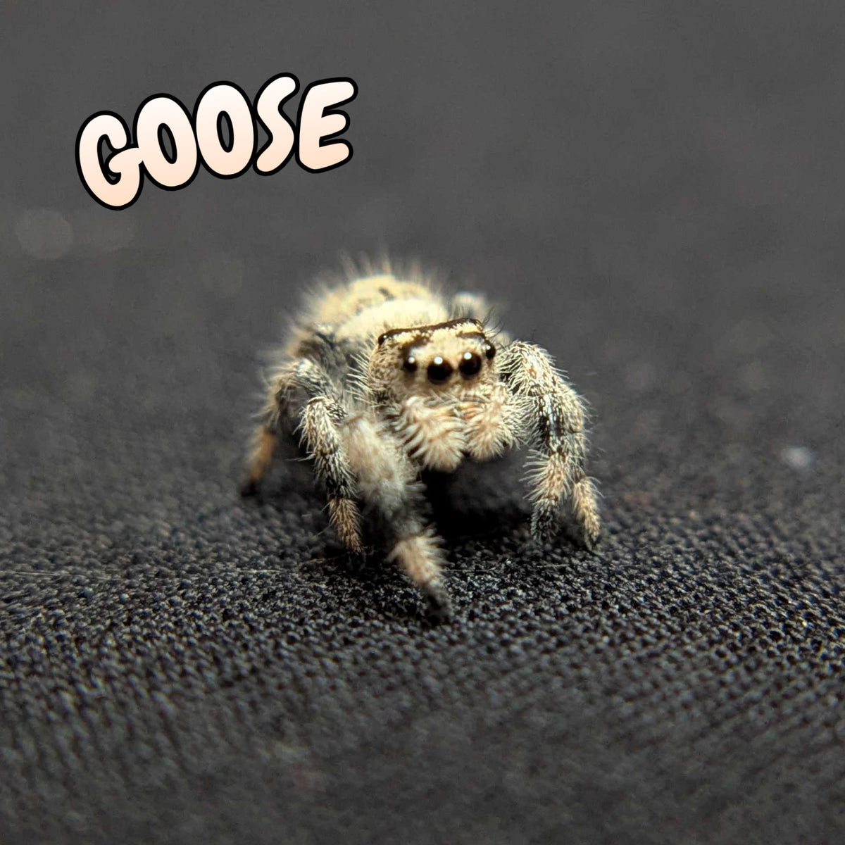 Regal Jumping Spider "Goose"