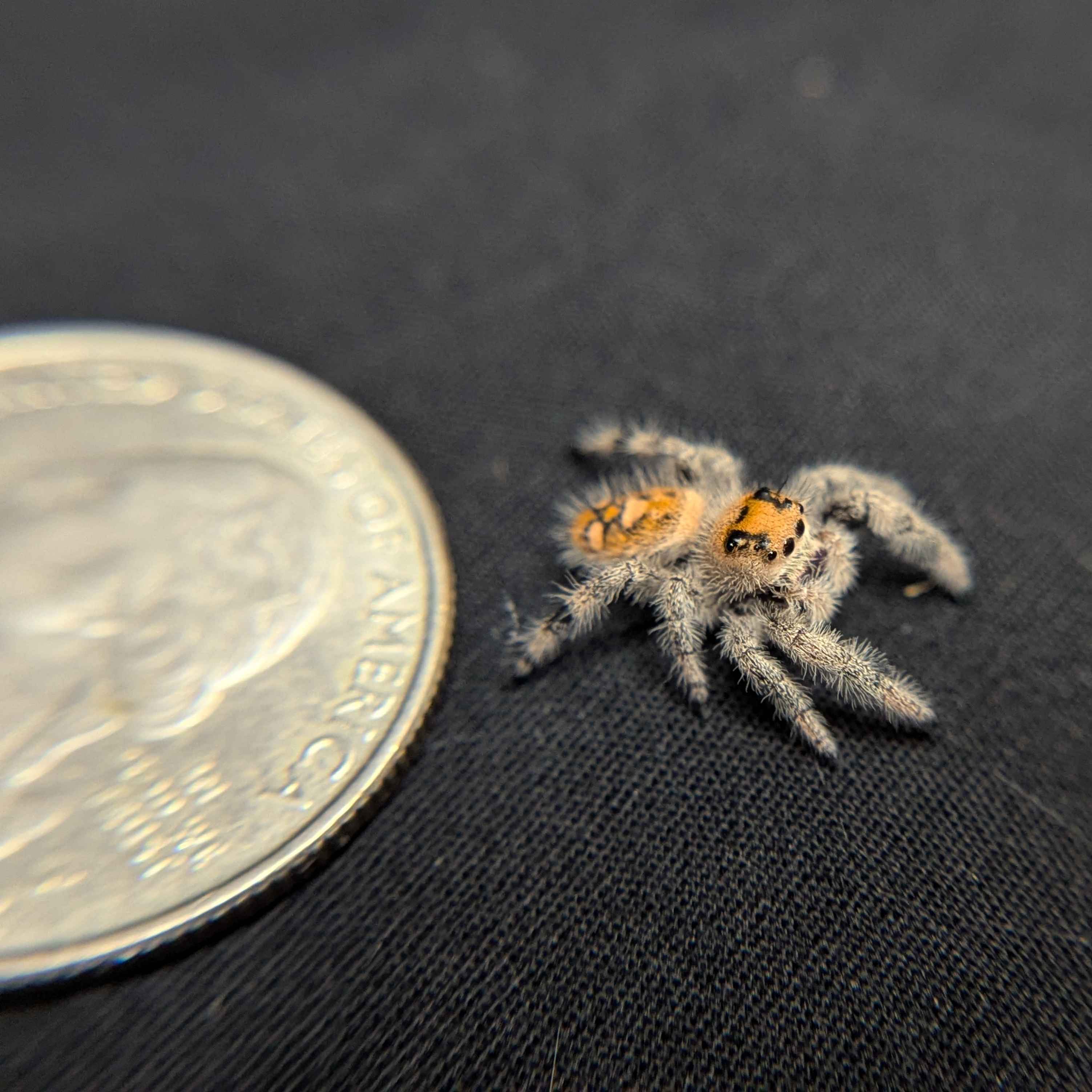 Regal Jumping Spider "Sunday"